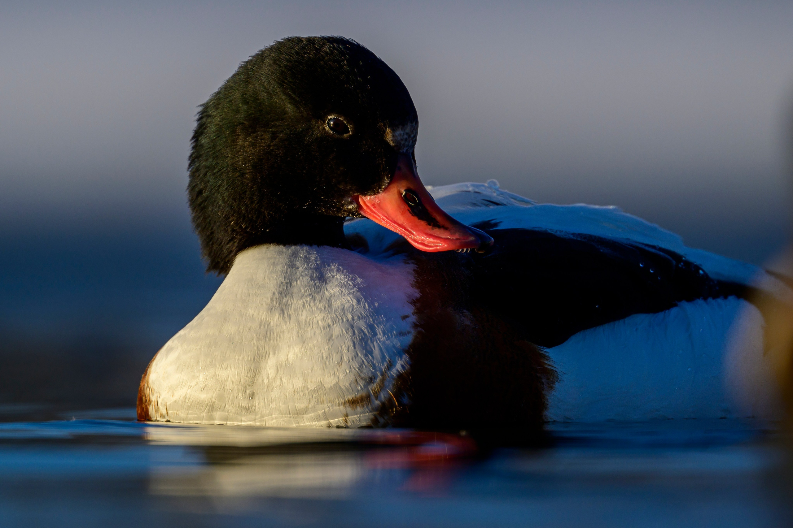 Нырки, гуси, лебеди. Pochards, geese, swans. Wildlife photography by Sergey Puponin