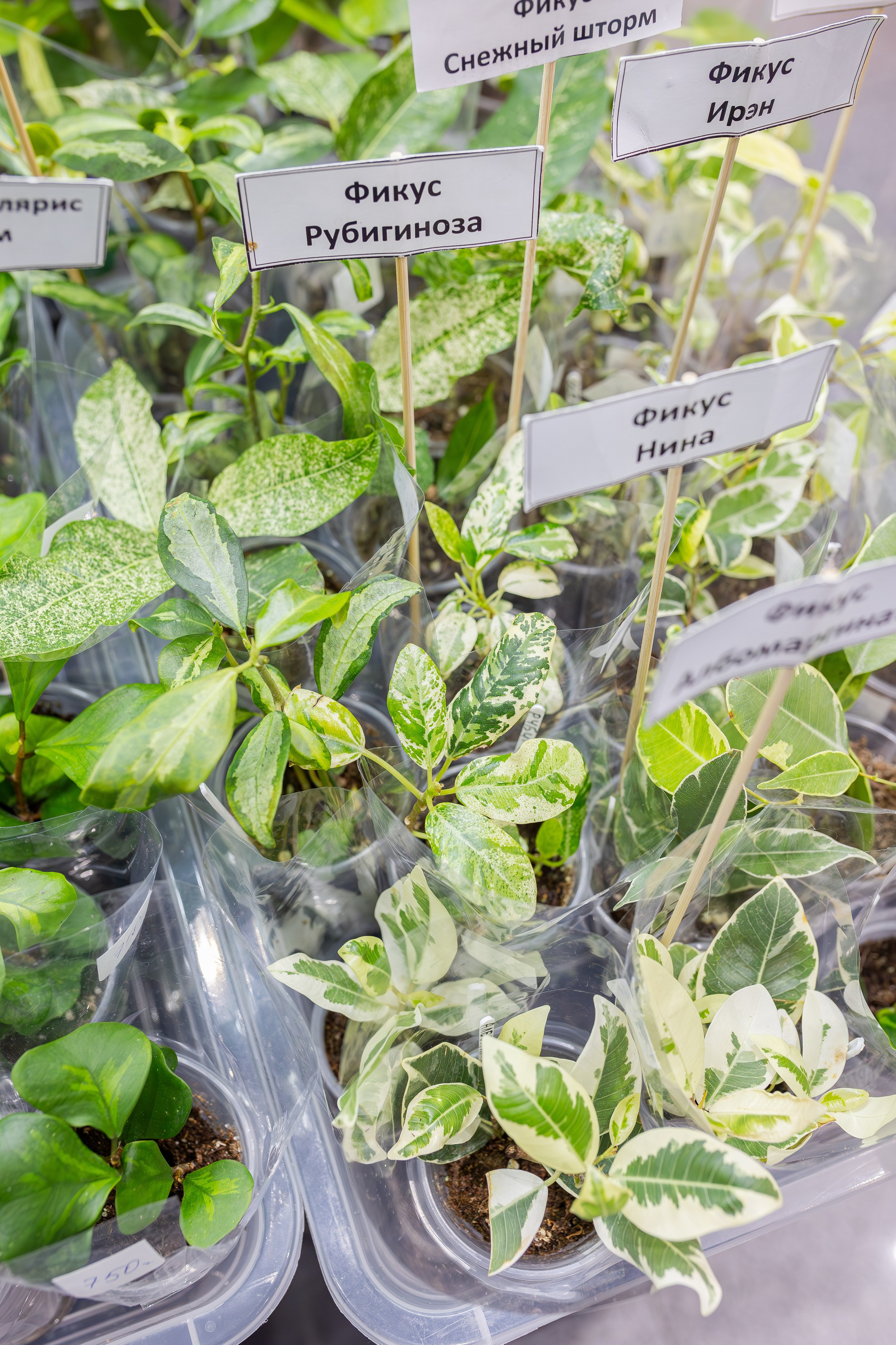 Монстериум апрель 2026. Александра Куликова фотограф, Москва