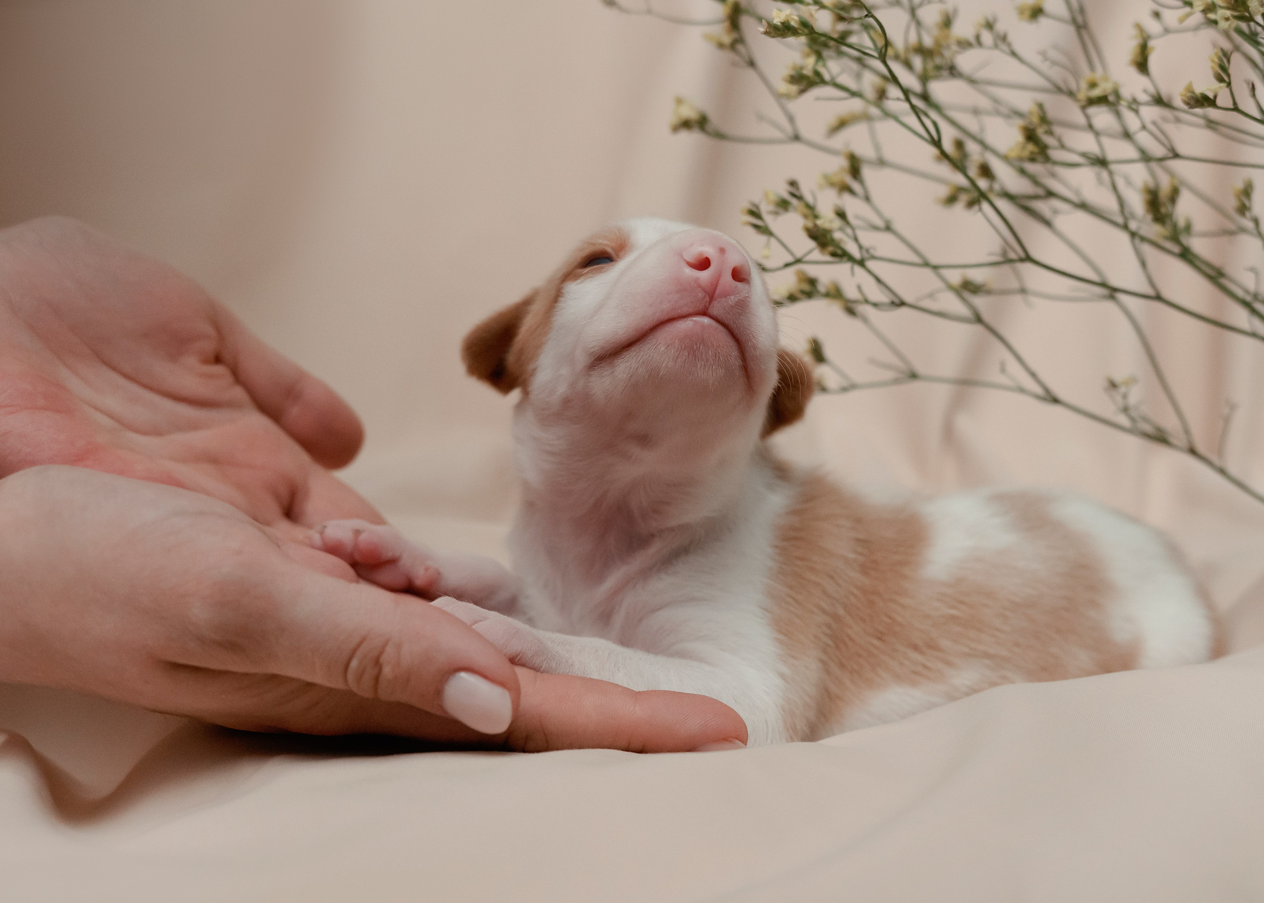 Поденки ибиценки. Фотограф- анималист Александра Матвеева