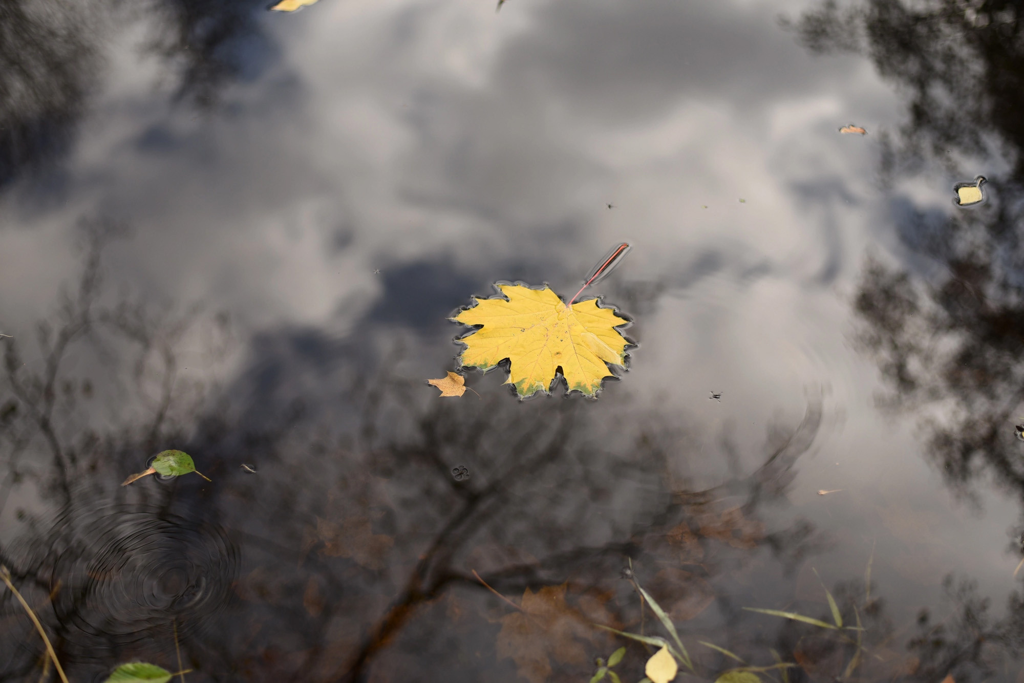 Работы учеников курса по фотографии (вебинар). Наталья Рапопорт. Онлайн-курсы по фотографии и съемке видео