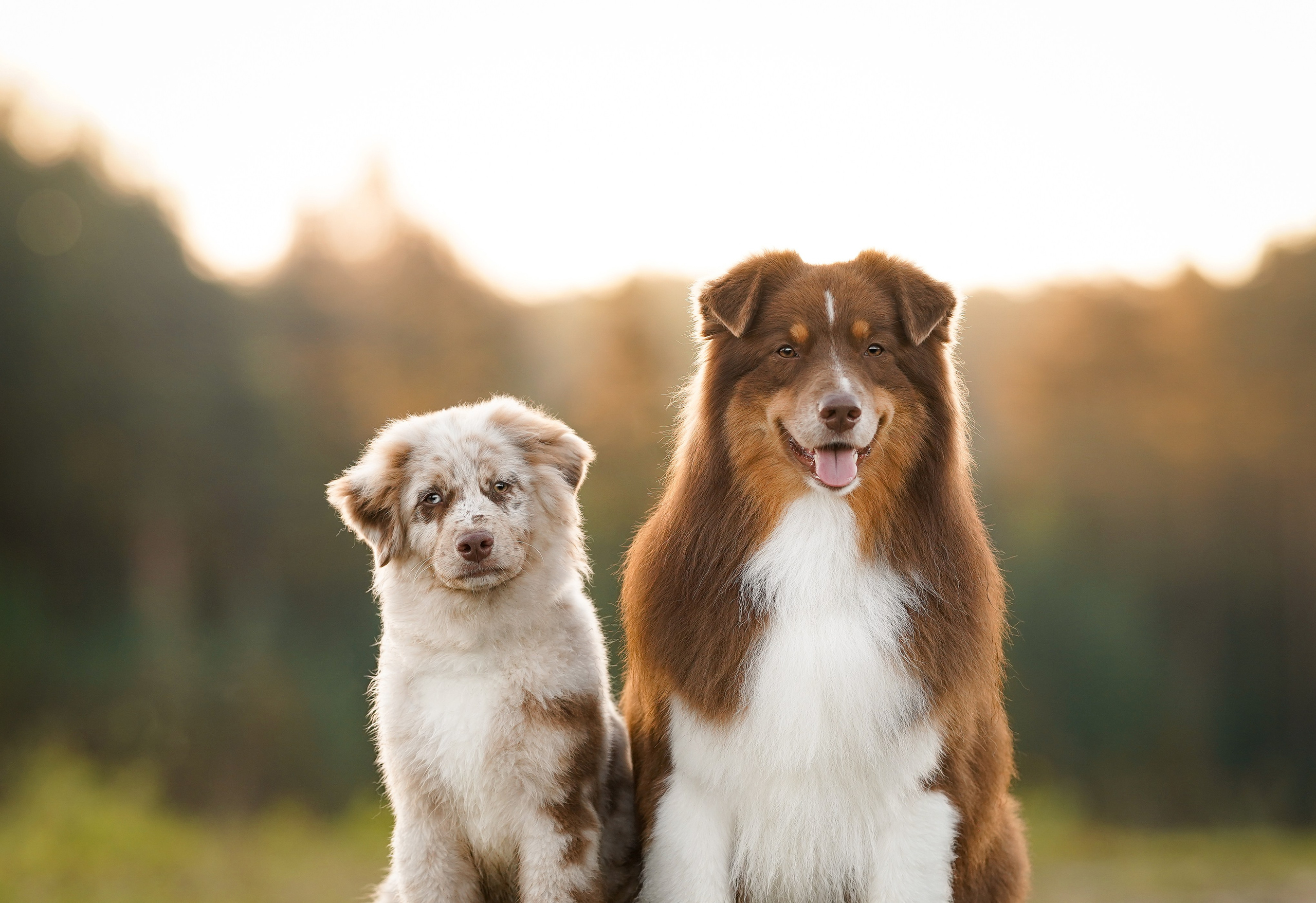 Катя Сэнди и Рокки. Фотограф-анималист в Санкт-Петербурге Яна Мартынова