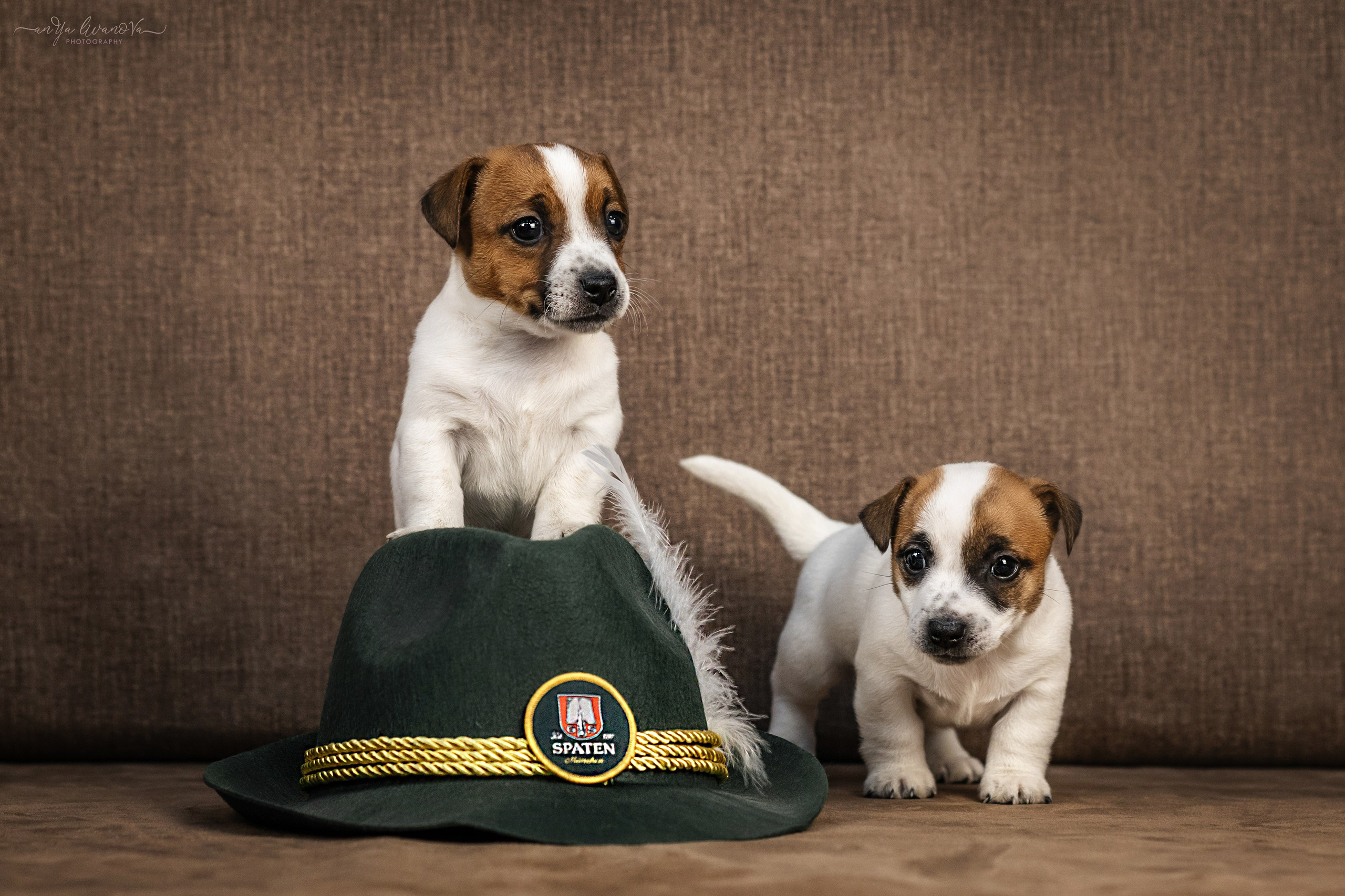 Джеки. Фотограф анималист Аня Ливанова | Рыбинск