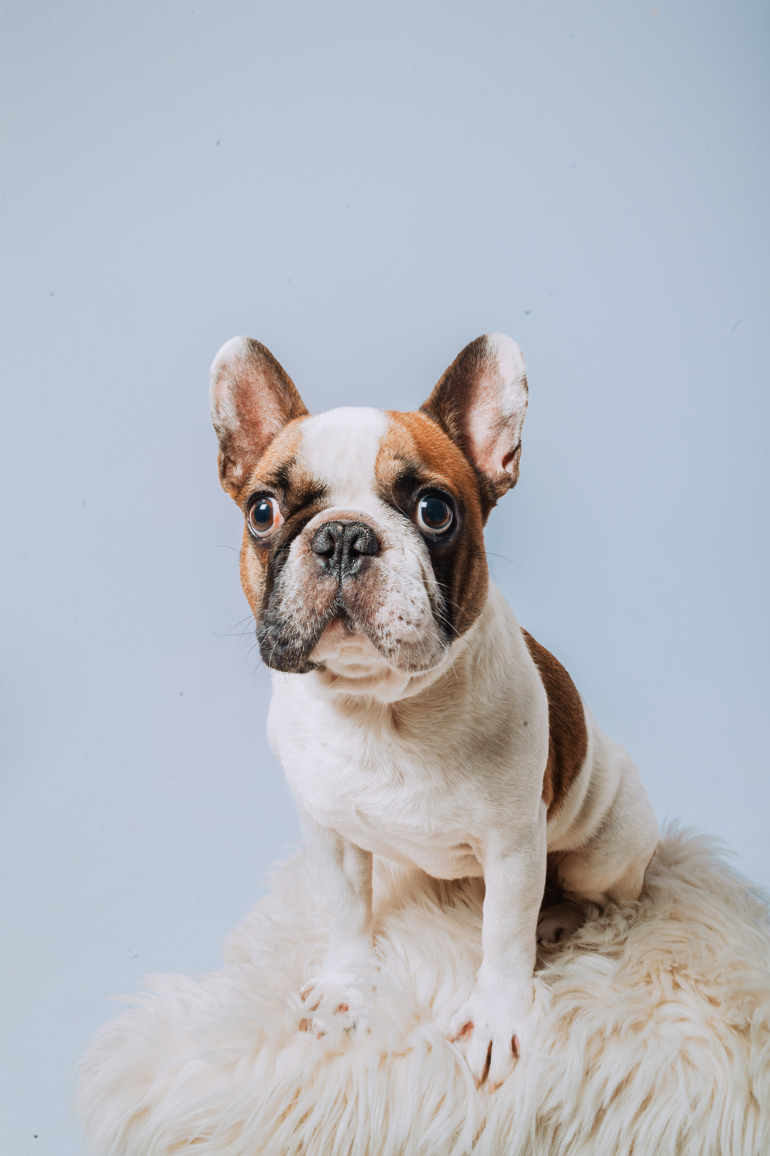 Студийная фотосессия с цветным светом. Фотограф-анималист Татьяна Степанова