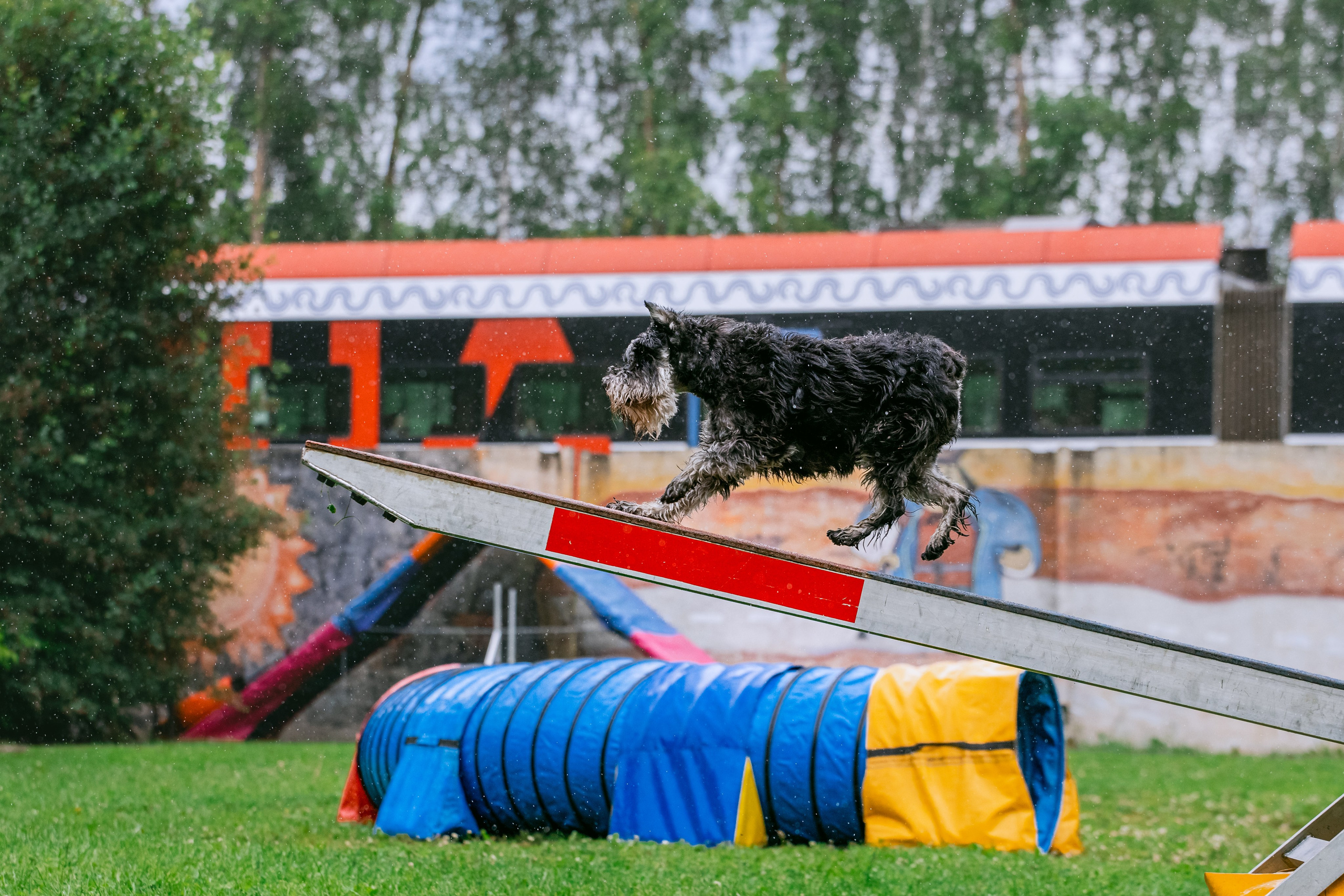 Соревнования по аджилити Долгопрудный 30.06.2025. Фотограф-анималист Татьяна Степанова