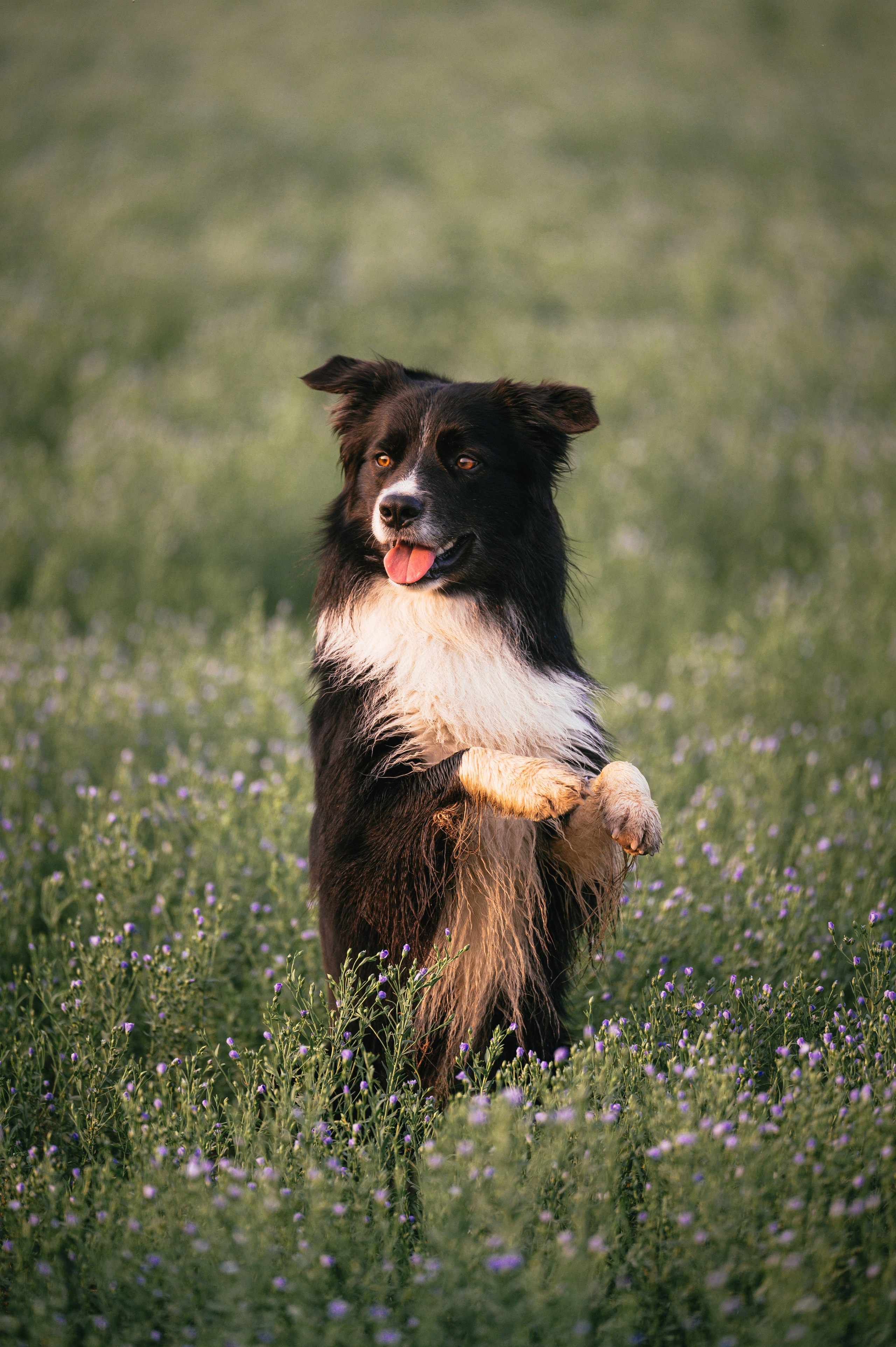 Прогулка на рассвете с бордер-колли. Фотограф в Ростове —на — Дону