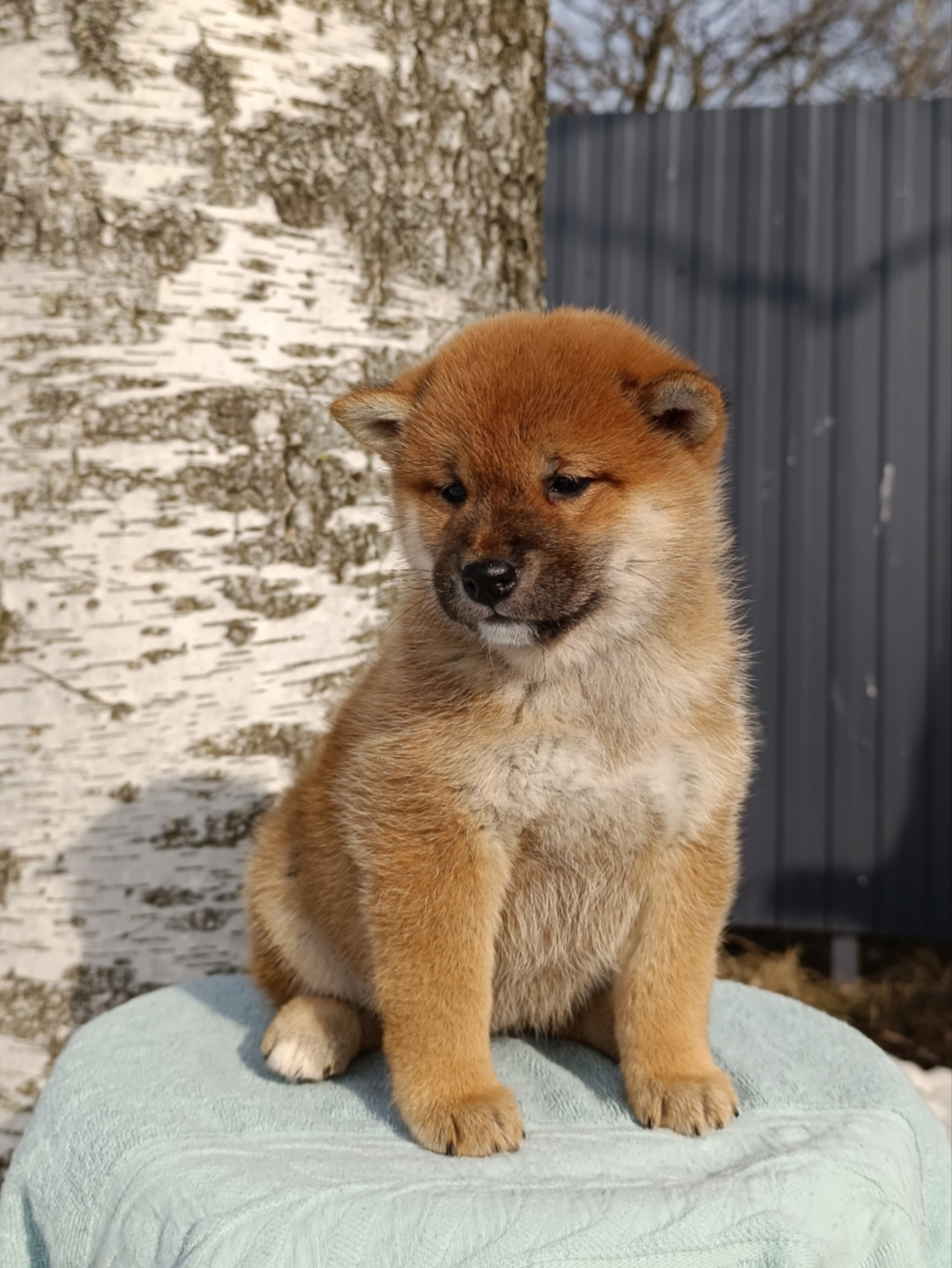 Сиба Rubylight Ellis питомник Рубилайт 