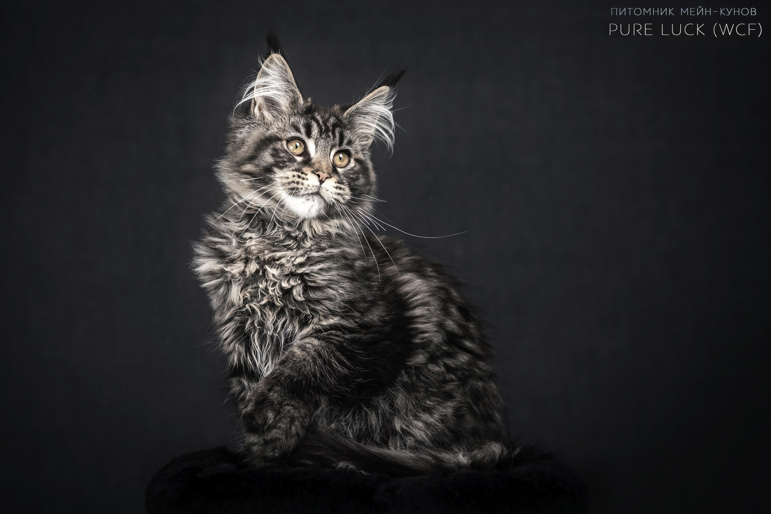 Куны. Фотограф анималист Аня Ливанова | Рыбинск