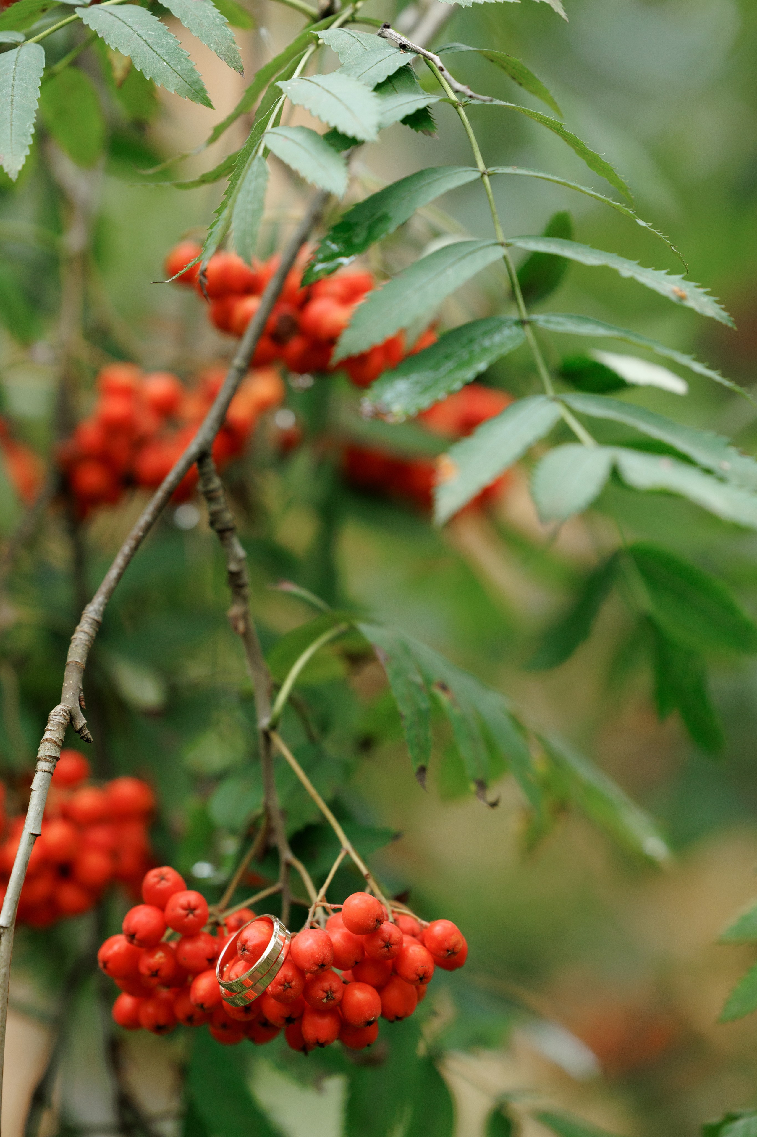 Ромашковые ромашки. Свадебный и семейный фотограф в Твери, Москве, Санкт-Петербурге
