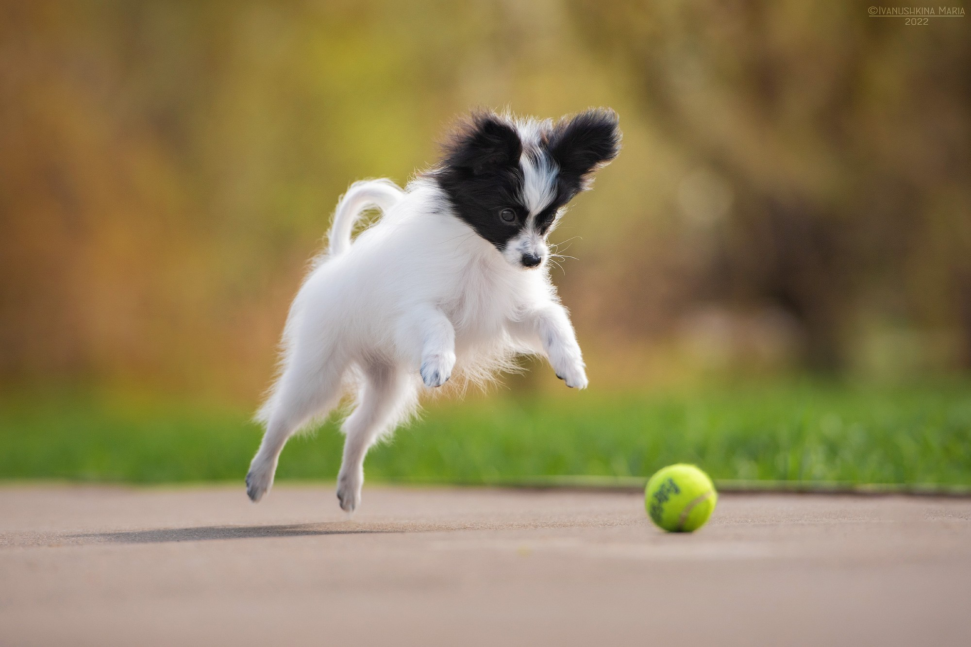 Фотосессия щенков на продажу. Фотограф собак в Москве и Московской области Иванушкина Мария