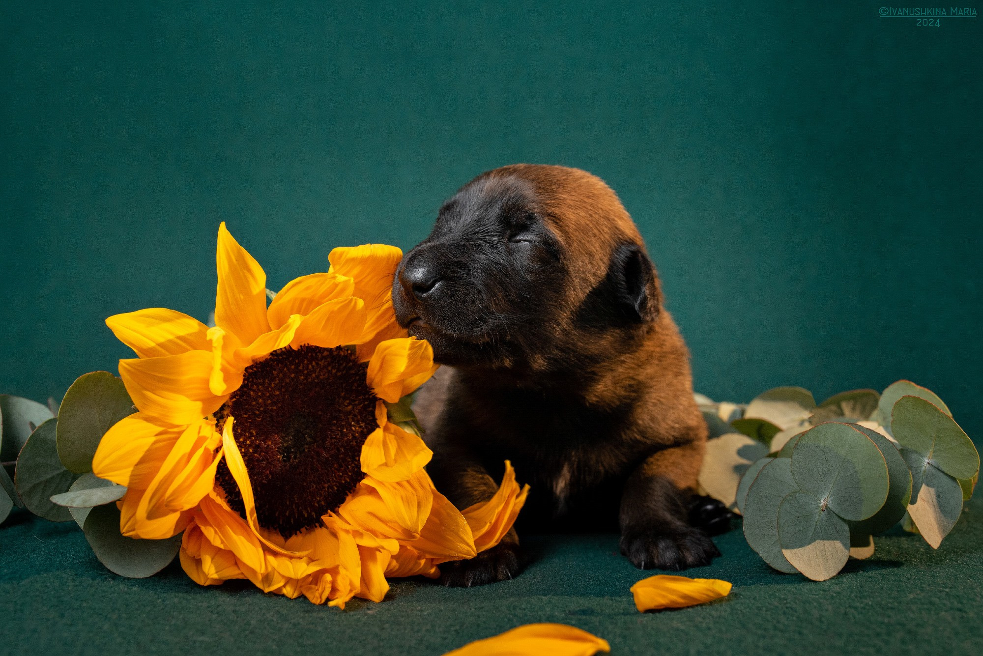 Ньюборн фотосессия щенков. Фотограф собак в Москве и Московской области Иванушкина Мария
