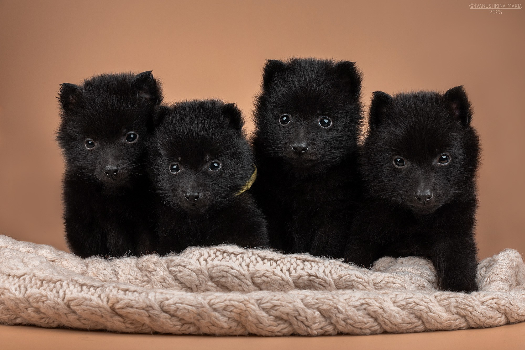 Фотосессия щенков на фонах. Фотограф собак в Москве и Московской области Иванушкина Мария
