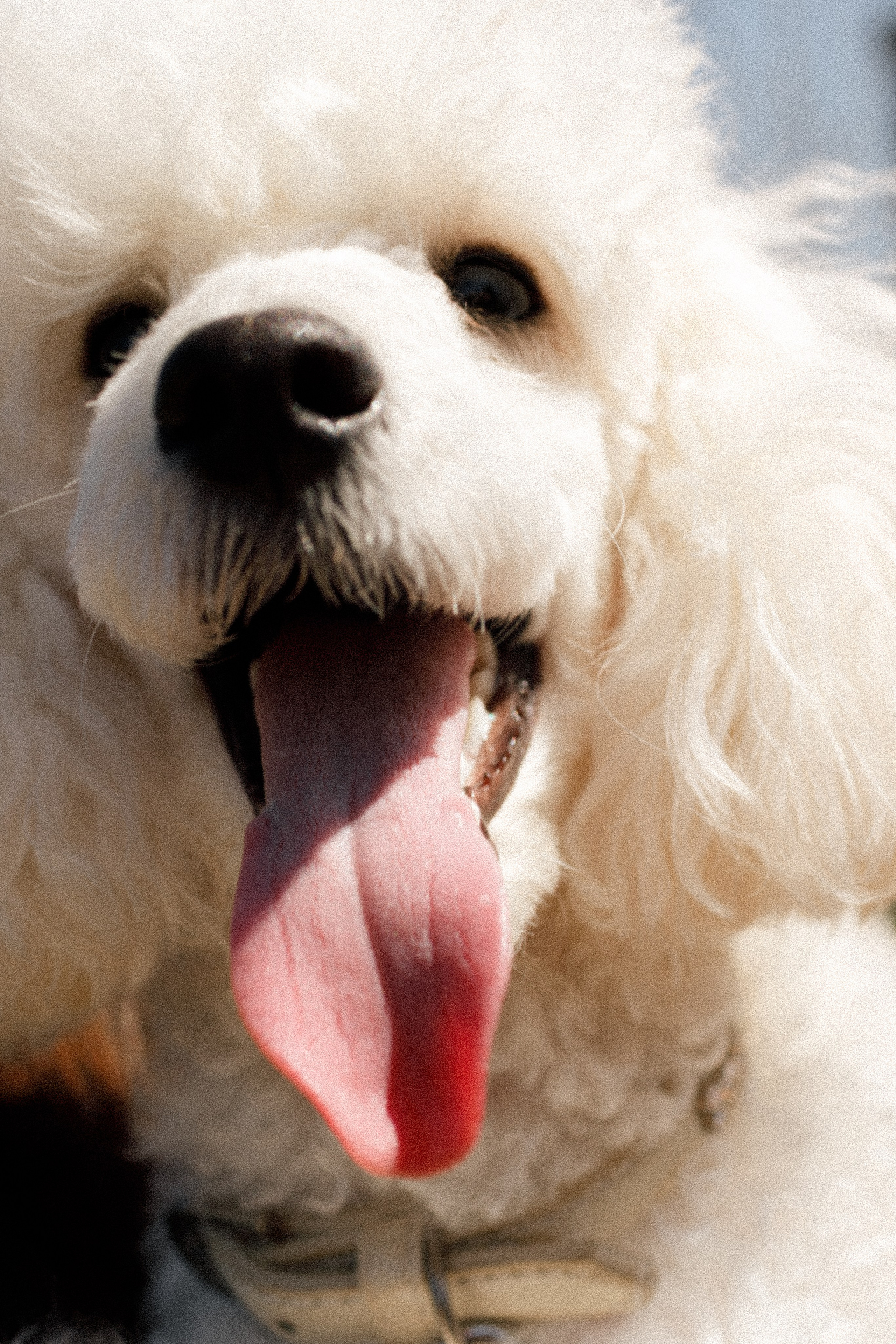 Pink. Свадебный фотограф в Краснодаре Елизавета Горшенёва