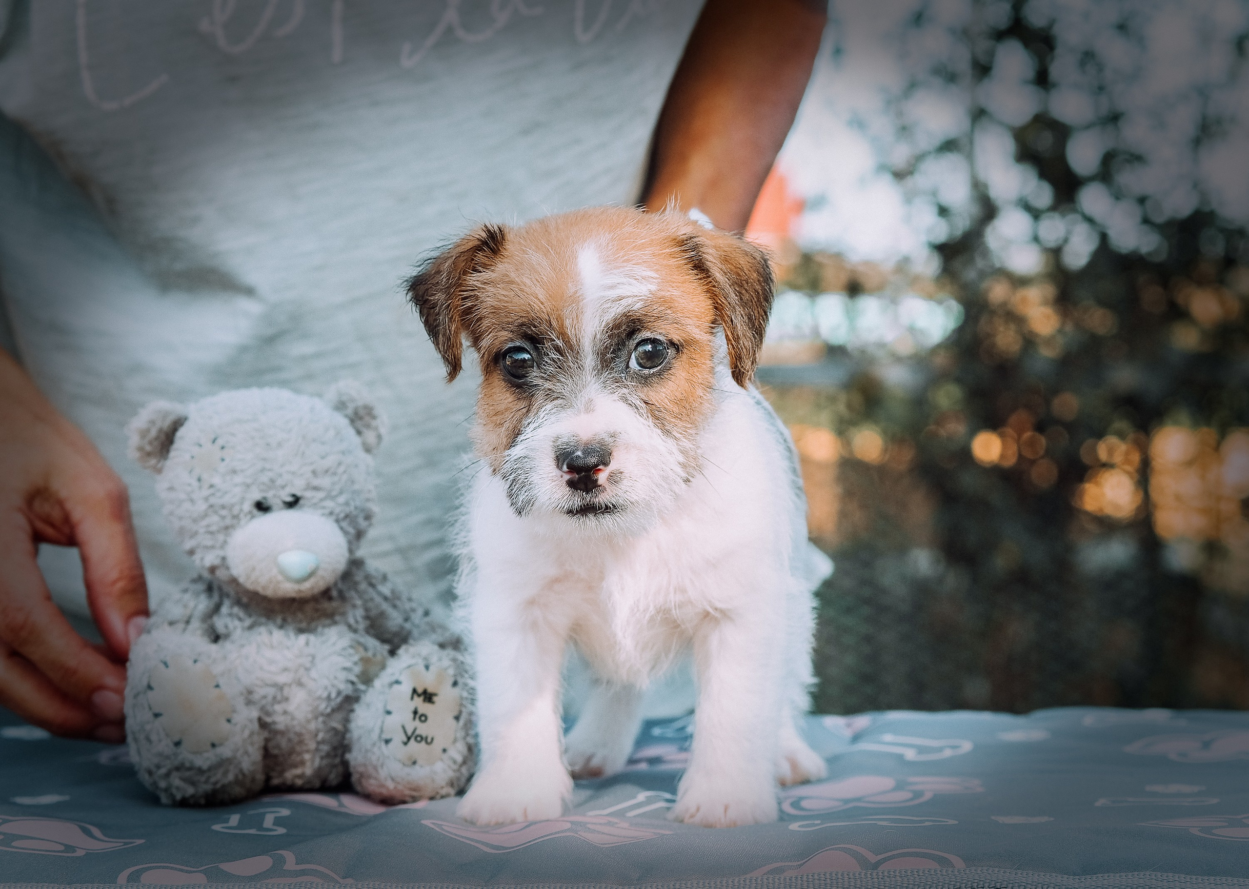 Щенок бело-рыжий джек рассел терьер. КАНЕ МАЭСТРО — питомник Джек рассел терьеров