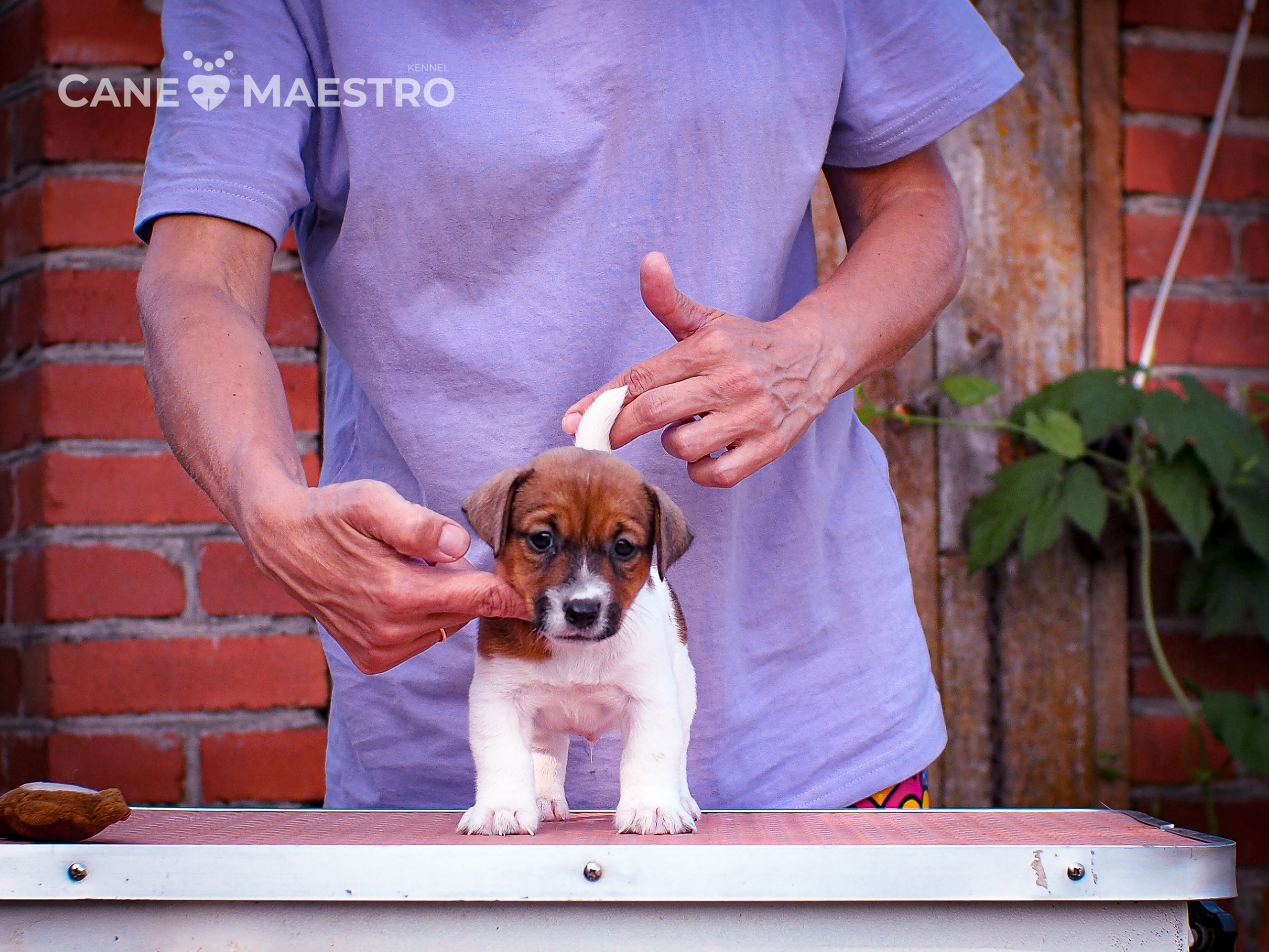 ЭЛВИН_КОБЕЛЬ. CANE MAESTRO — kennel Jack Russell Terrier