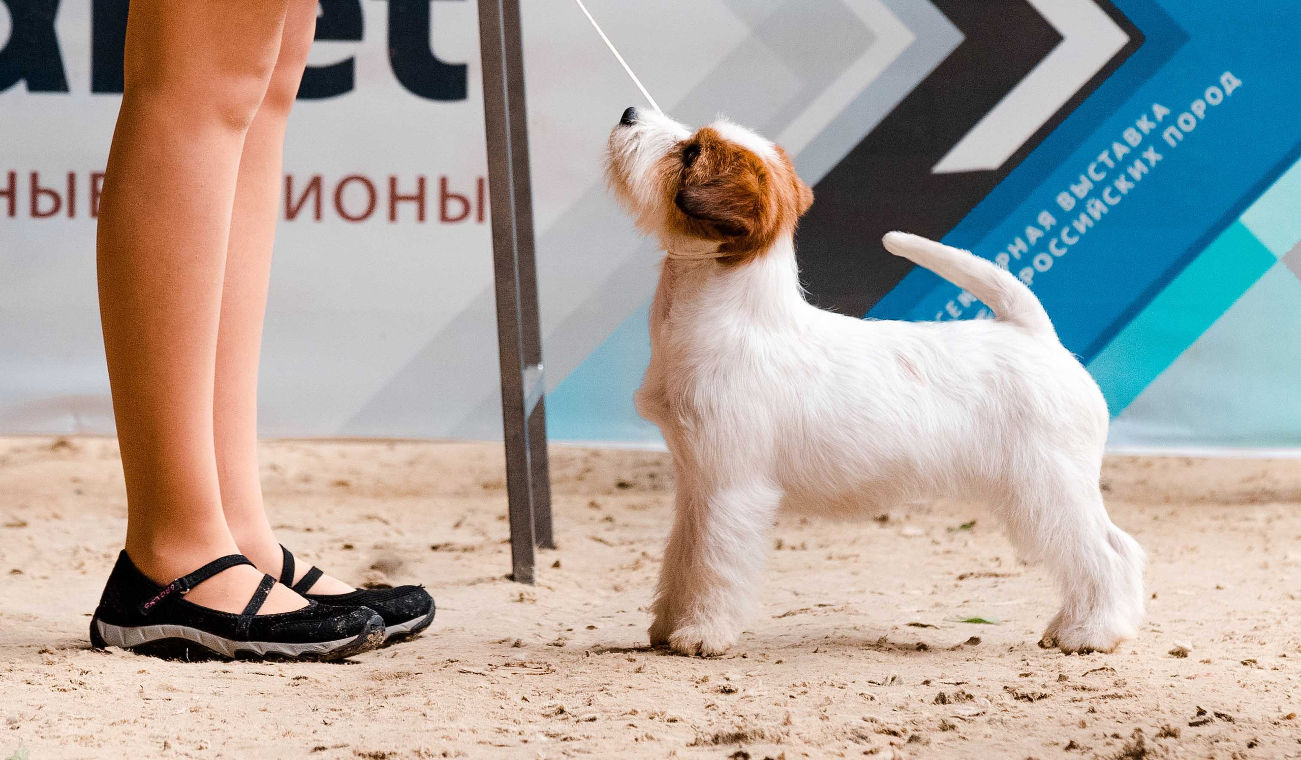 Жесткошерстная. Б/рыж. Джек рассел терьер. КАНЕ МАЭСТРО НАРНИЯ. КАНЕ МАЭСТРО — питомник Джек рассел терьеров