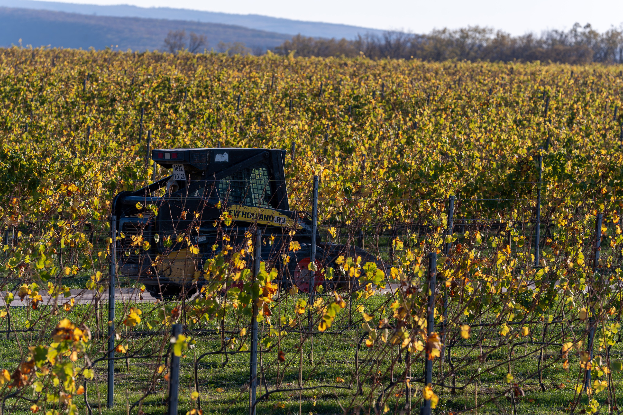 Литературная мастерская с Ольгой Шутовой в «Винотеррии». Репортажный фотограф в Красной Поляне и Сочи Павлюченко Екатерина