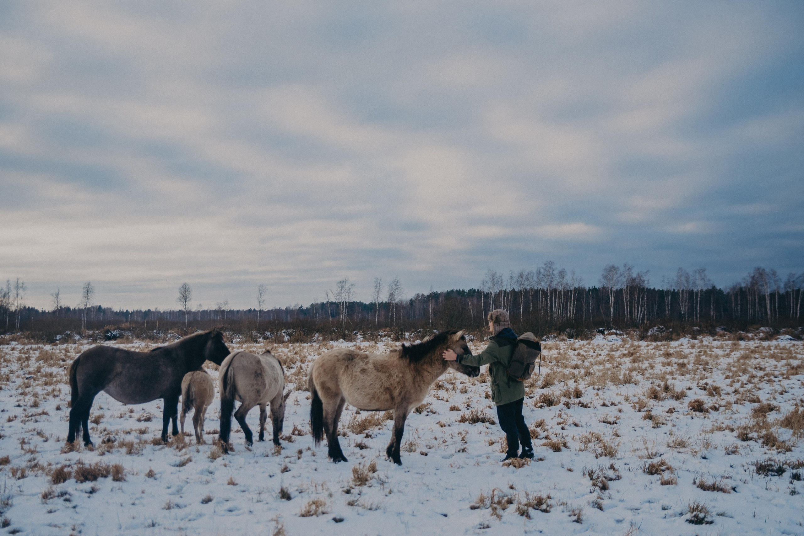 Тарпаны. Anita_photo