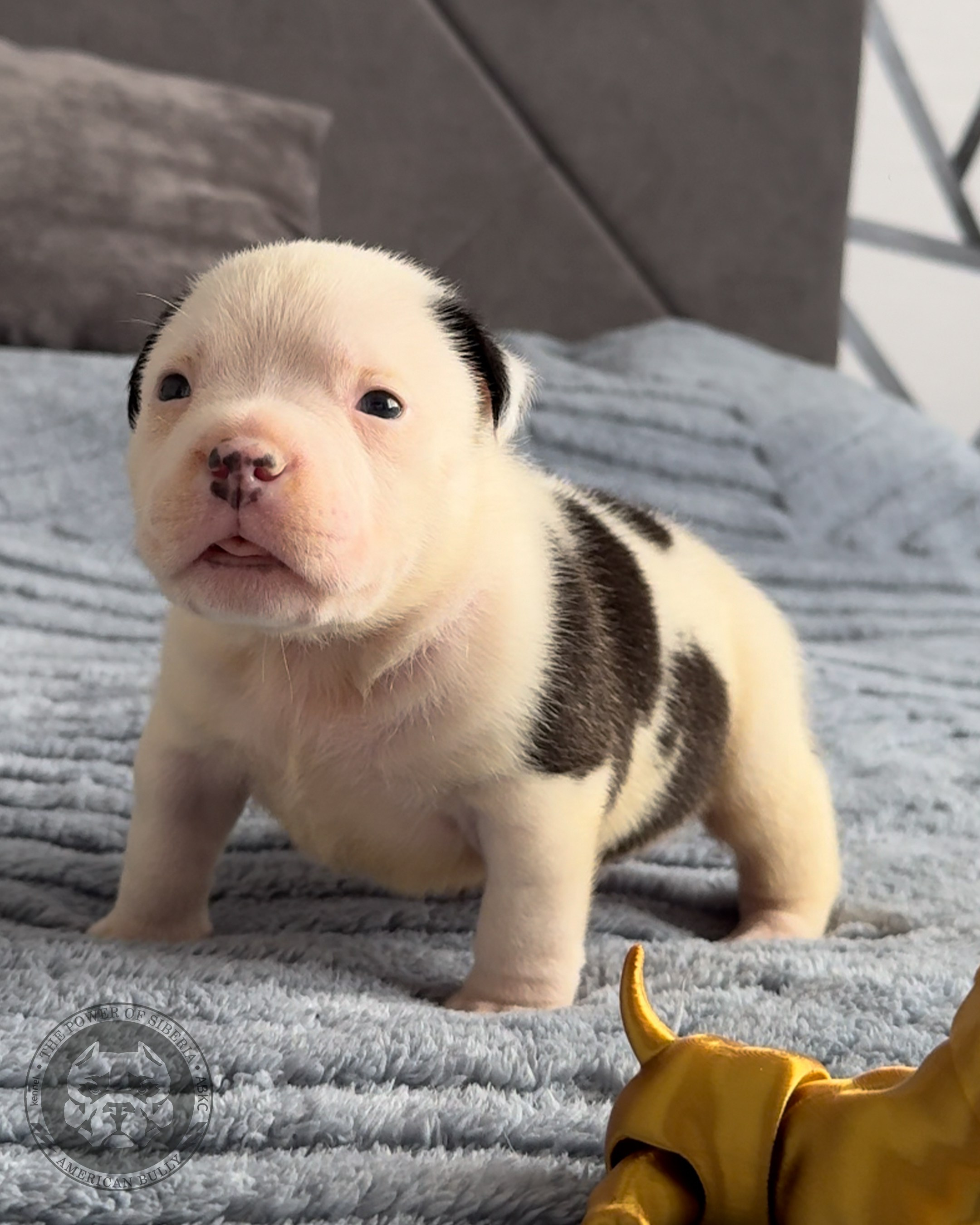 Свободные щенки Американский Булли, в типах покет, классик, стандарт. Американский Булли в г. Ростов-на-Дону. Питомник THE POWER OF SIBERIA