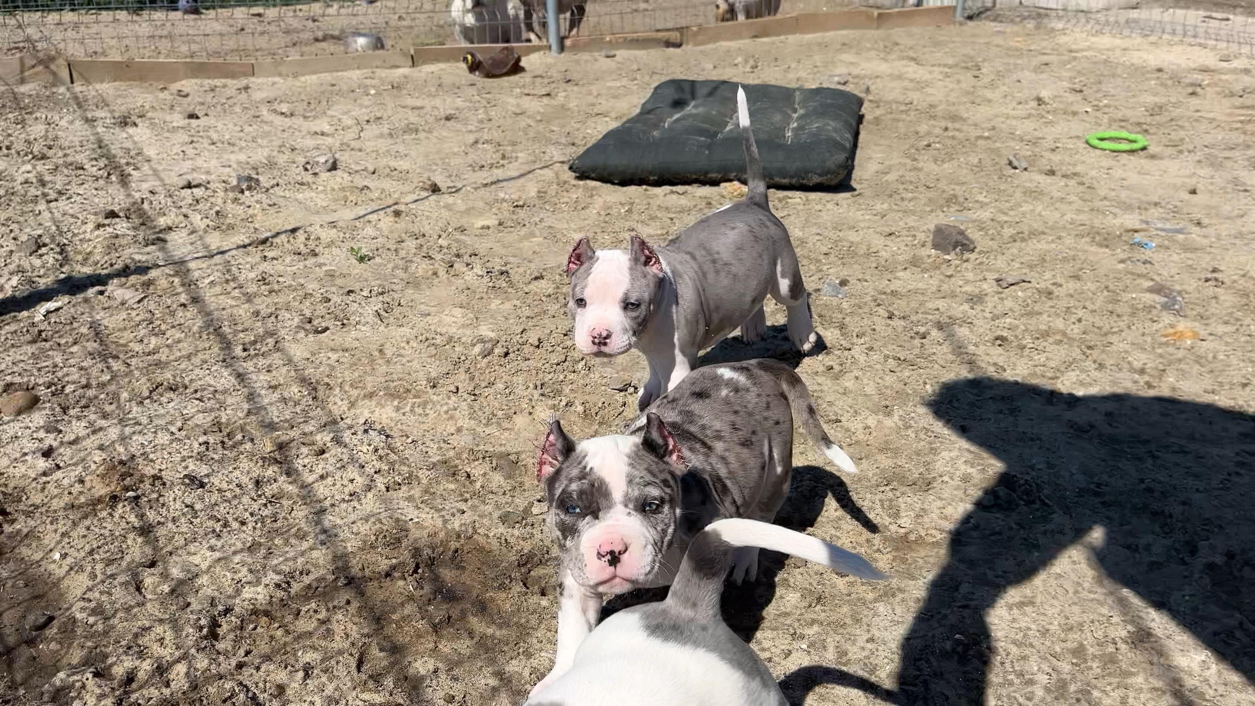 Фотографии Керри Американского булли Классик в возрасте 4 мес. Американский Булли в г. Ростов-на-Дону. Питомник THE POWER OF SIBERIA