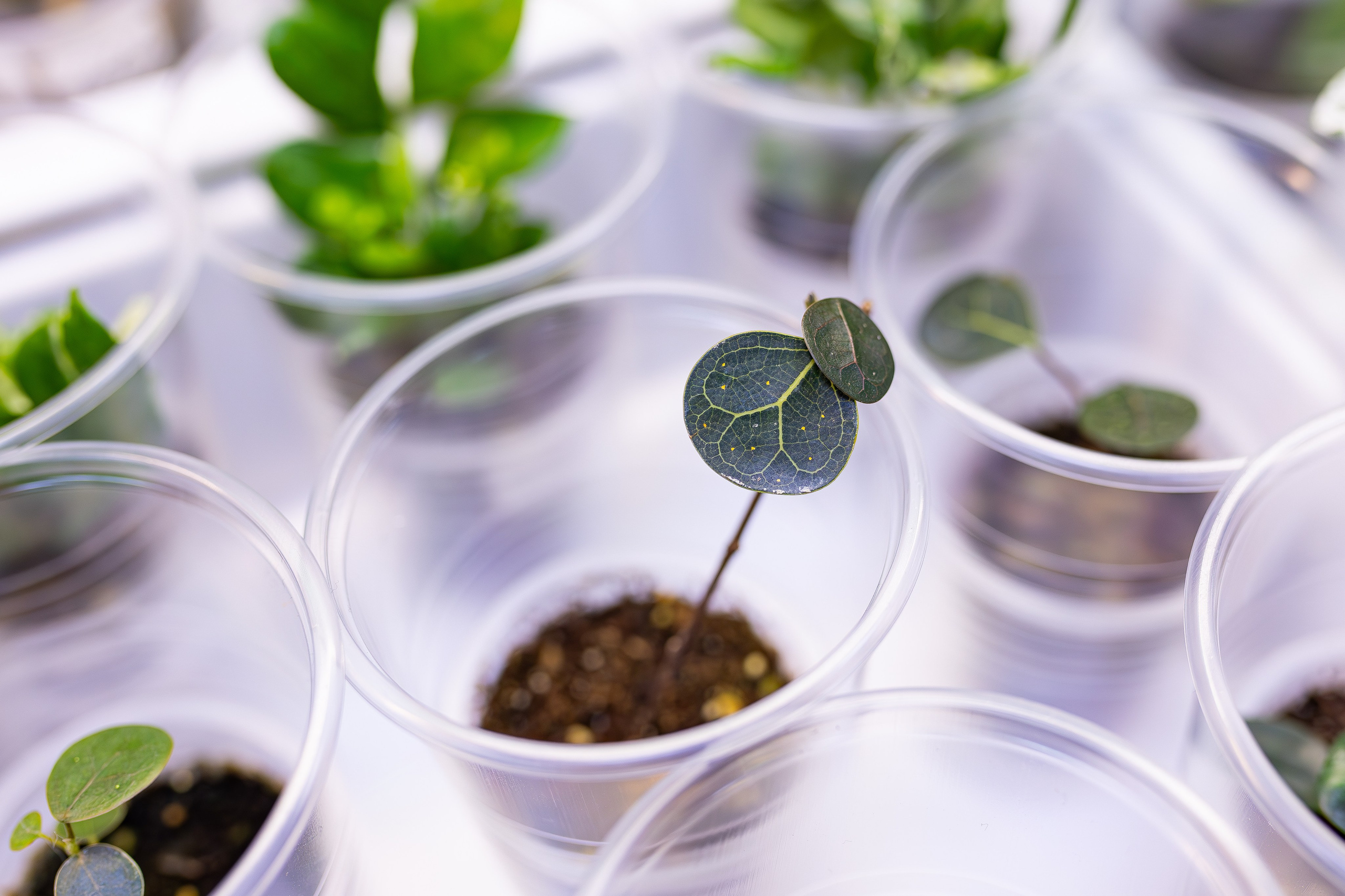 Орхидиум 12.2025. Александра Куликова фотограф, Москва