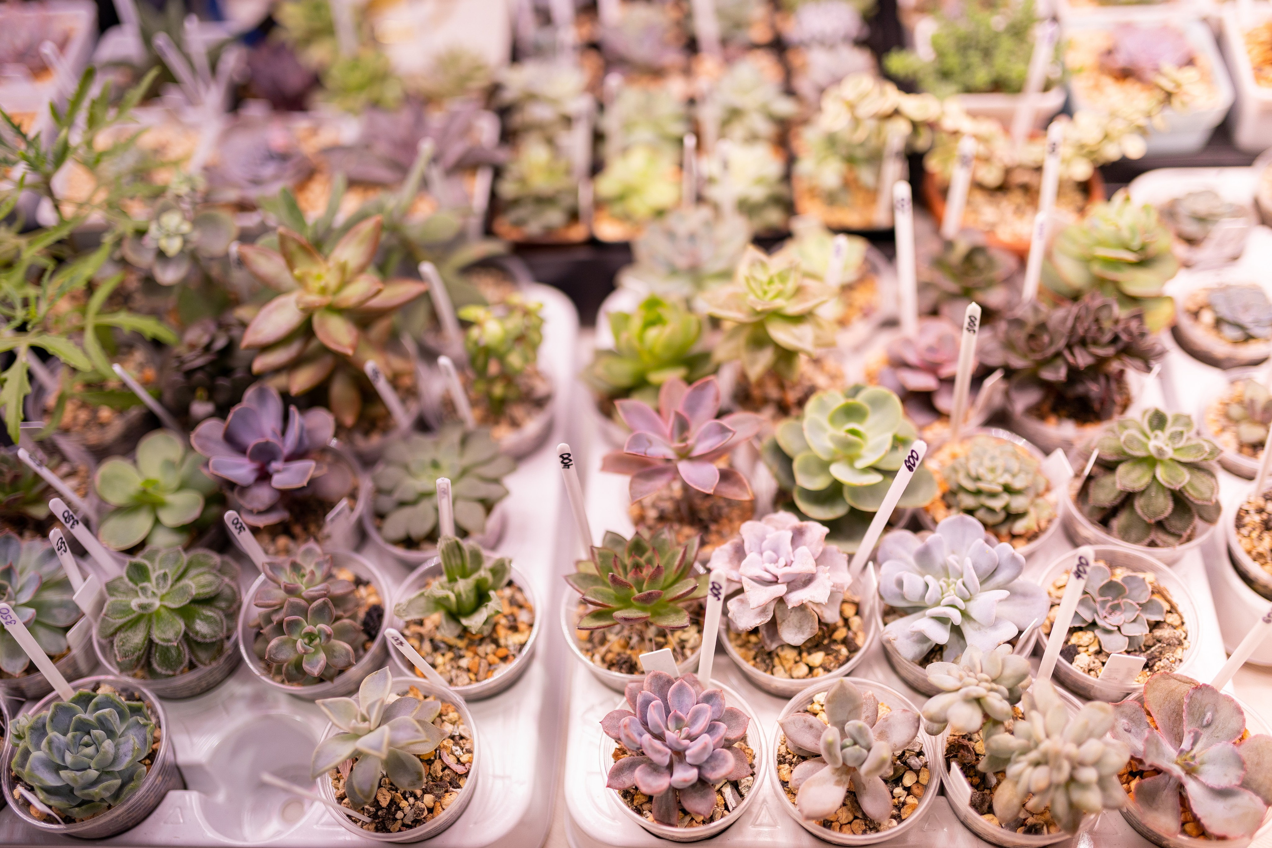 Meza market 2024. Александра Куликова фотограф, Москва