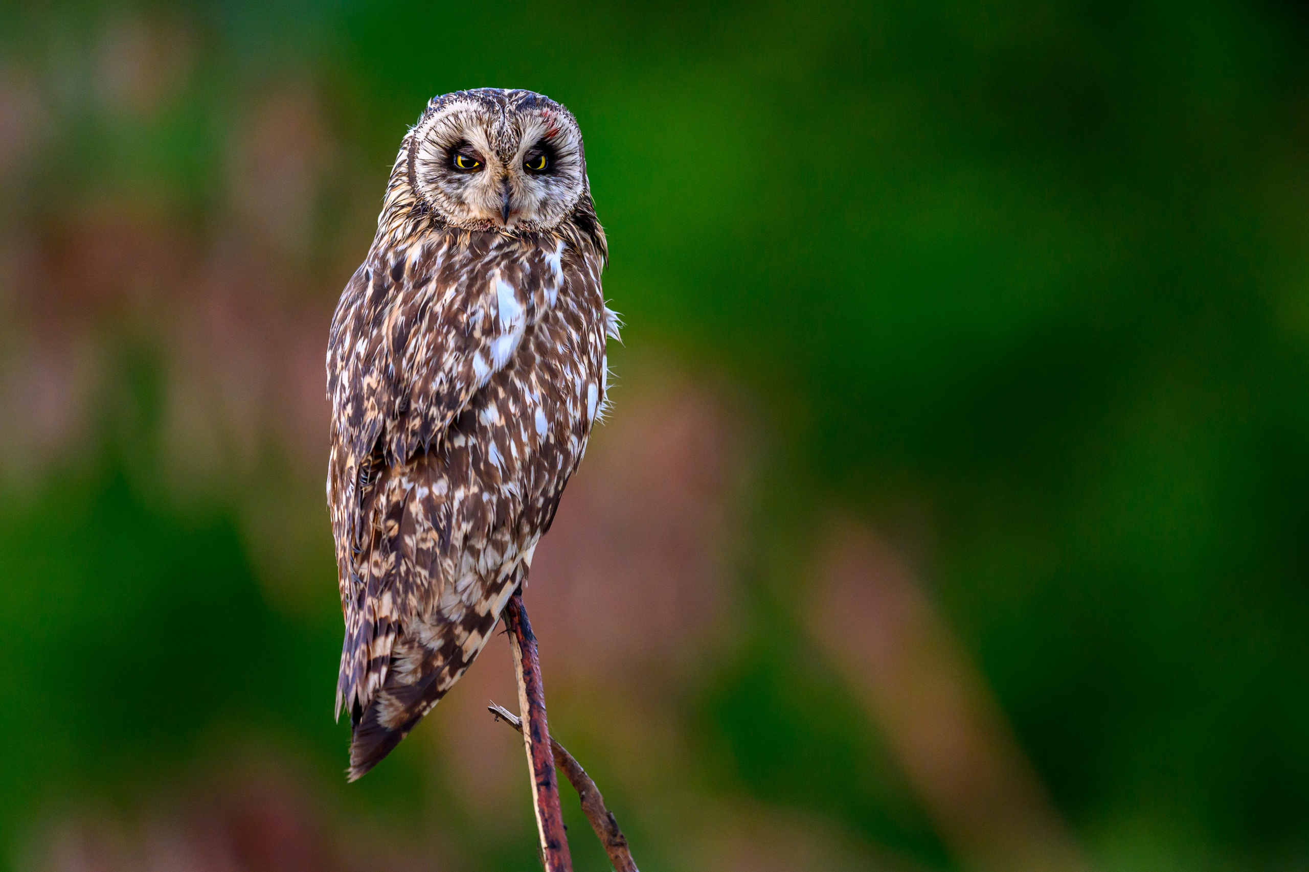 Боевая раскраска охотника. Face Paint of the Hunter. Фотограф Сергей Пупонин