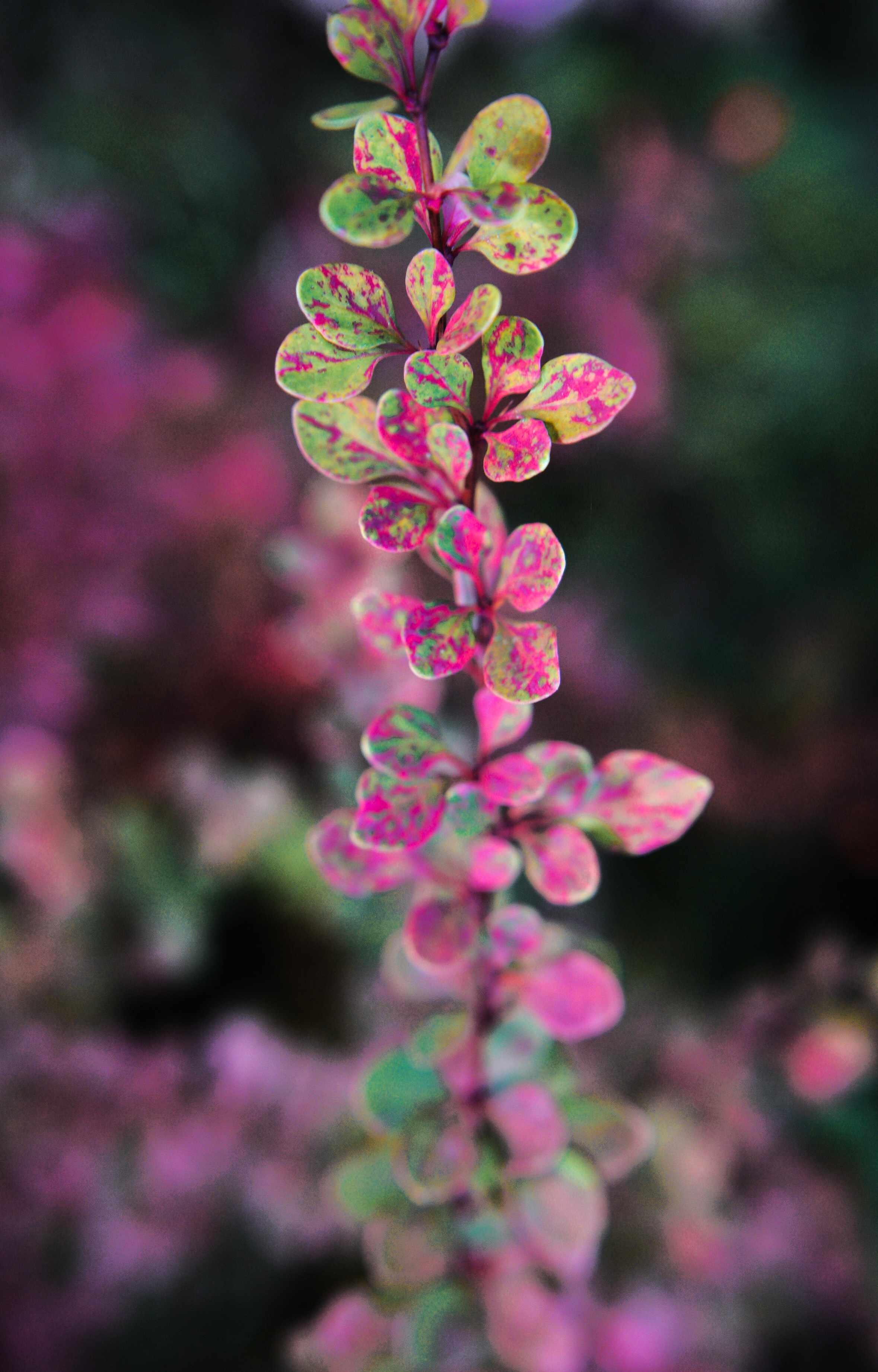 Осень 2025. Фотограф из Москвы — DASHA NOVA | Авторская фотография в разных жанрах