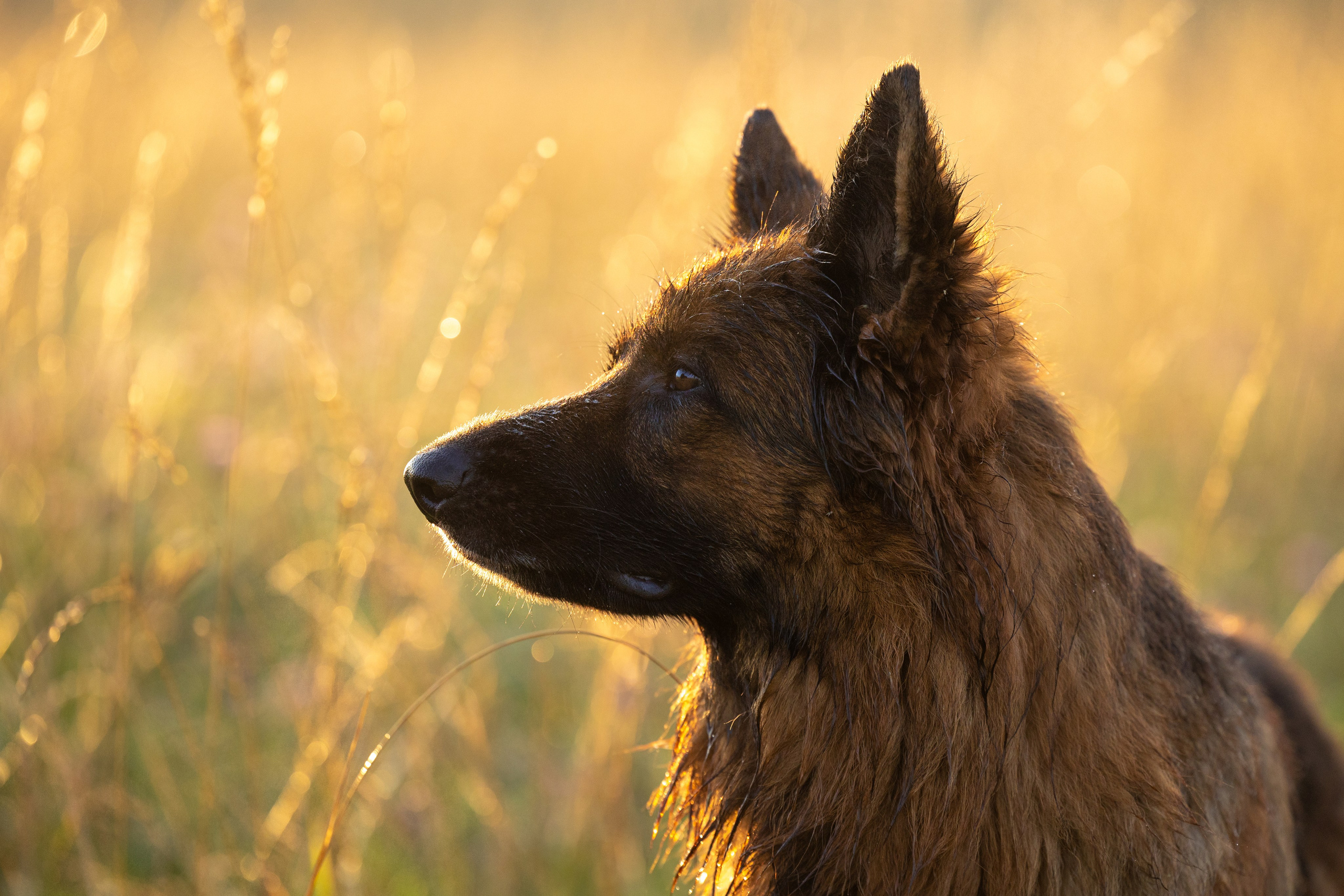 Немецкие овчарки Кетчер и Роскошь. Фотограф-анималист Natalia Deingel | Фотосъемка собак в Москве