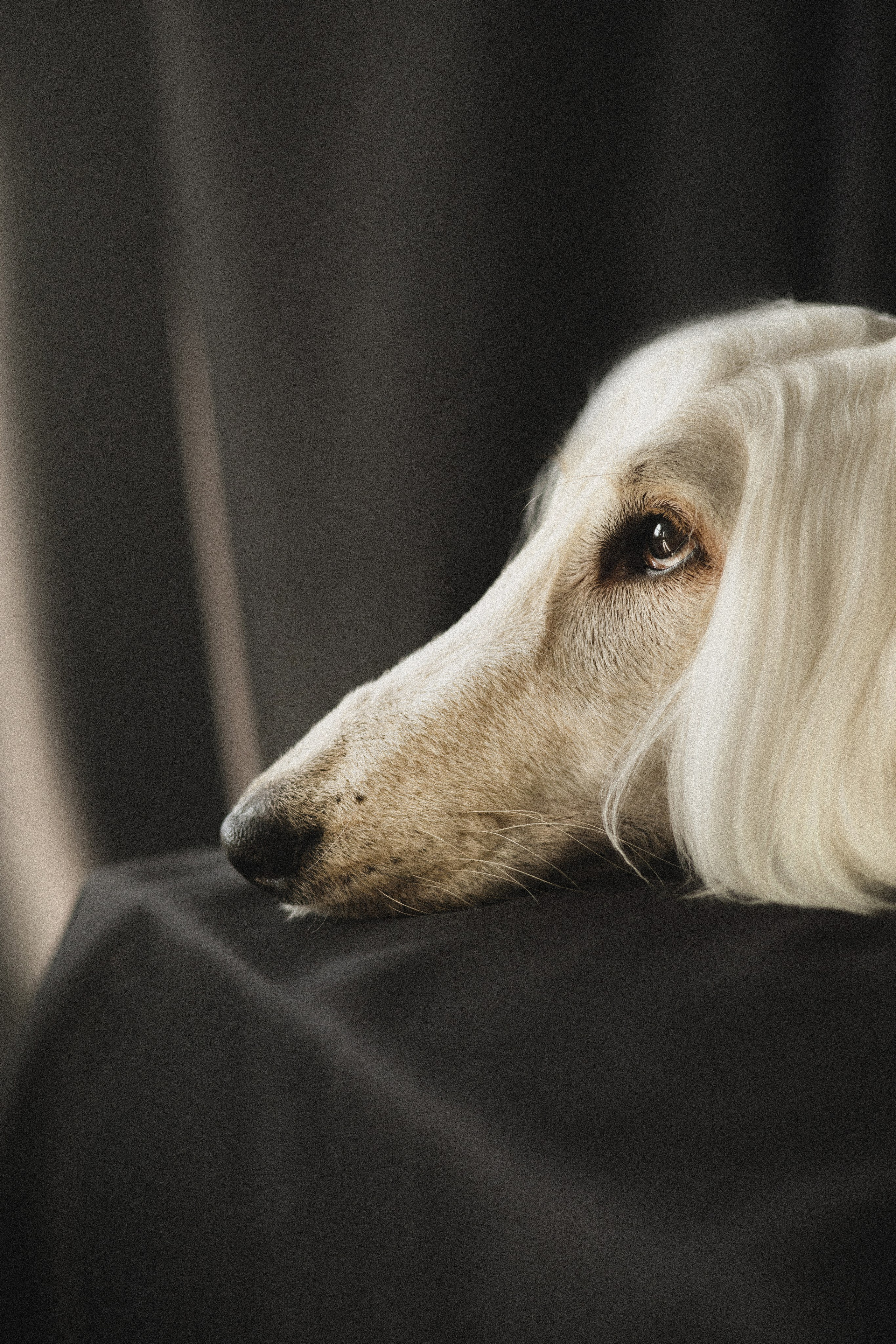 Портфолио. Фотограф-анималист в Екатеринбурге Марина Шишкина