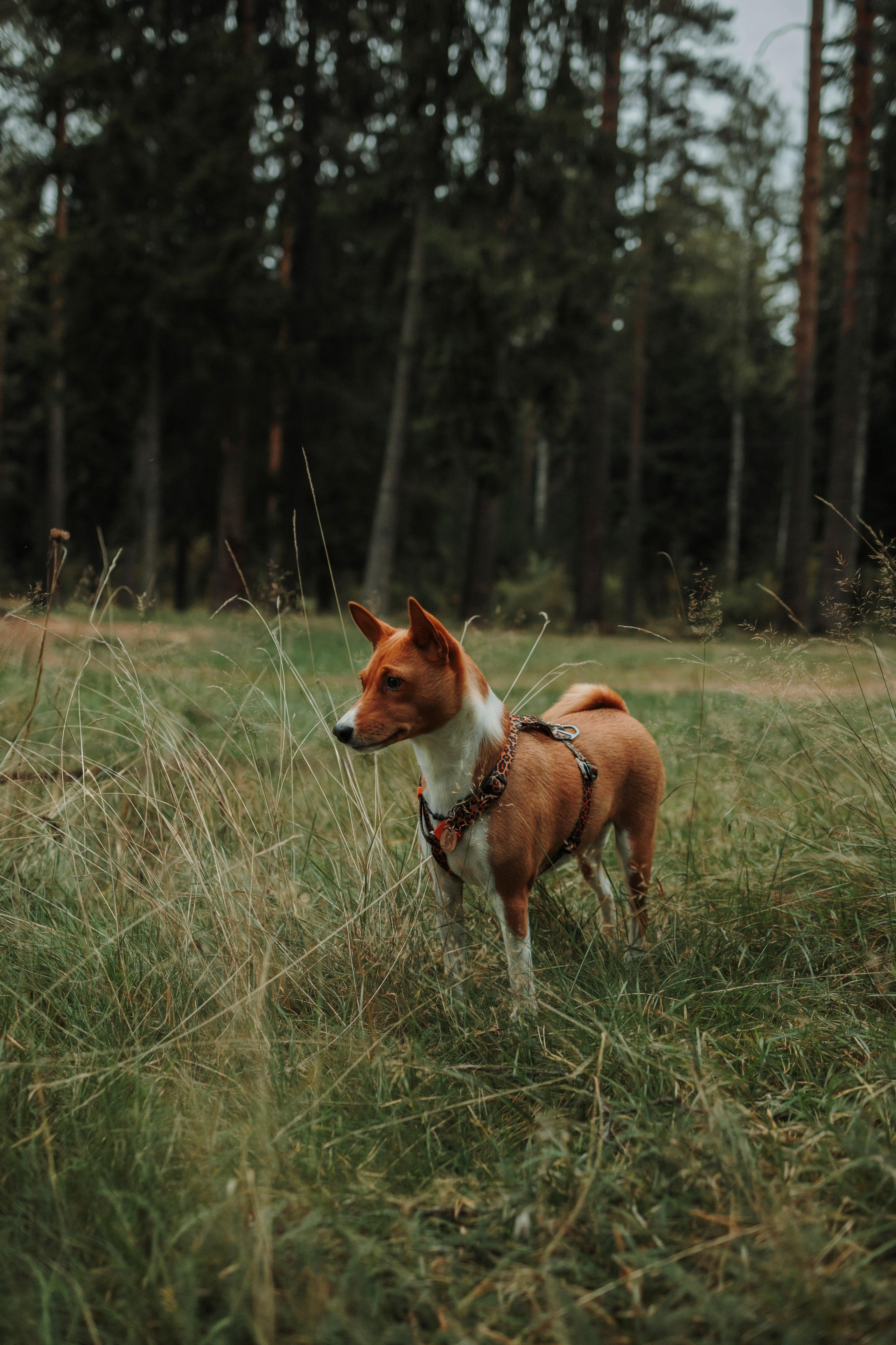 Даша и Лора. Фотограф-анималист в Санкт-Петеребурге Титова Алиса