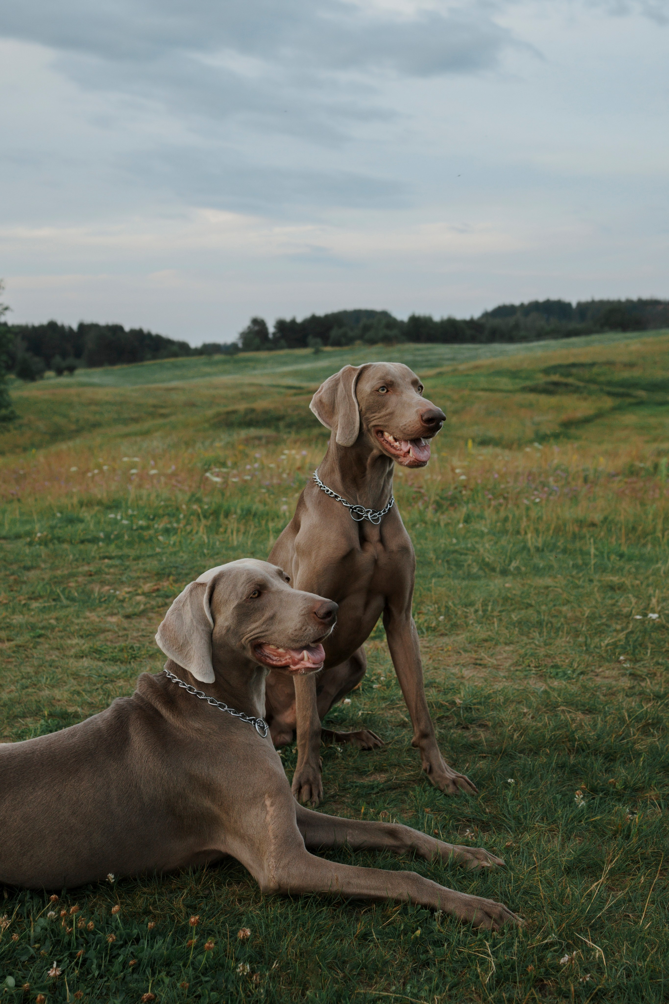 Маргарита и веймаранеры. Фотограф-анималист в Санкт-Петеребурге Титова Алиса