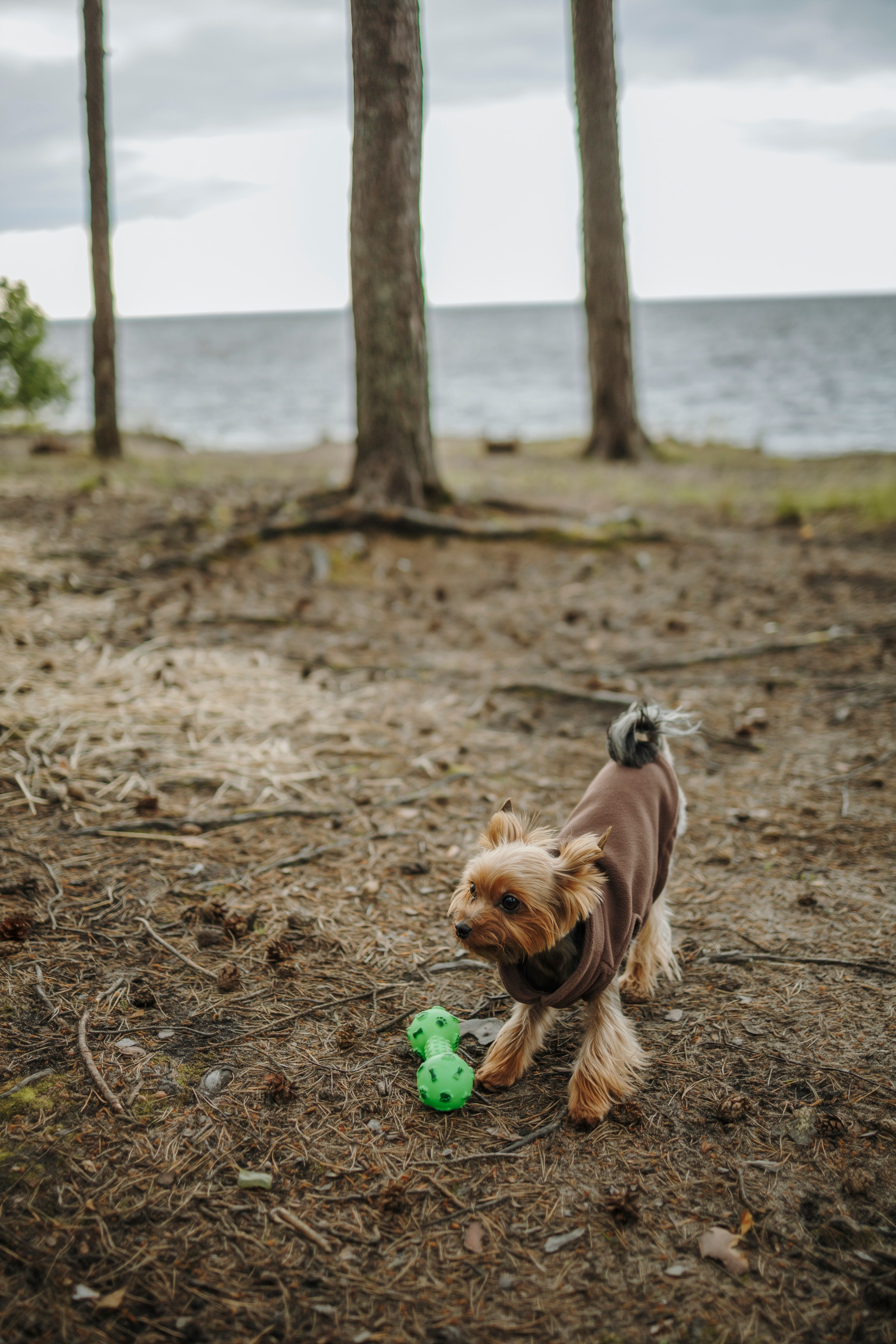 День из жизни Чуи и его семьи. Фотограф-анималист в Санкт-Петеребурге Титова Алиса