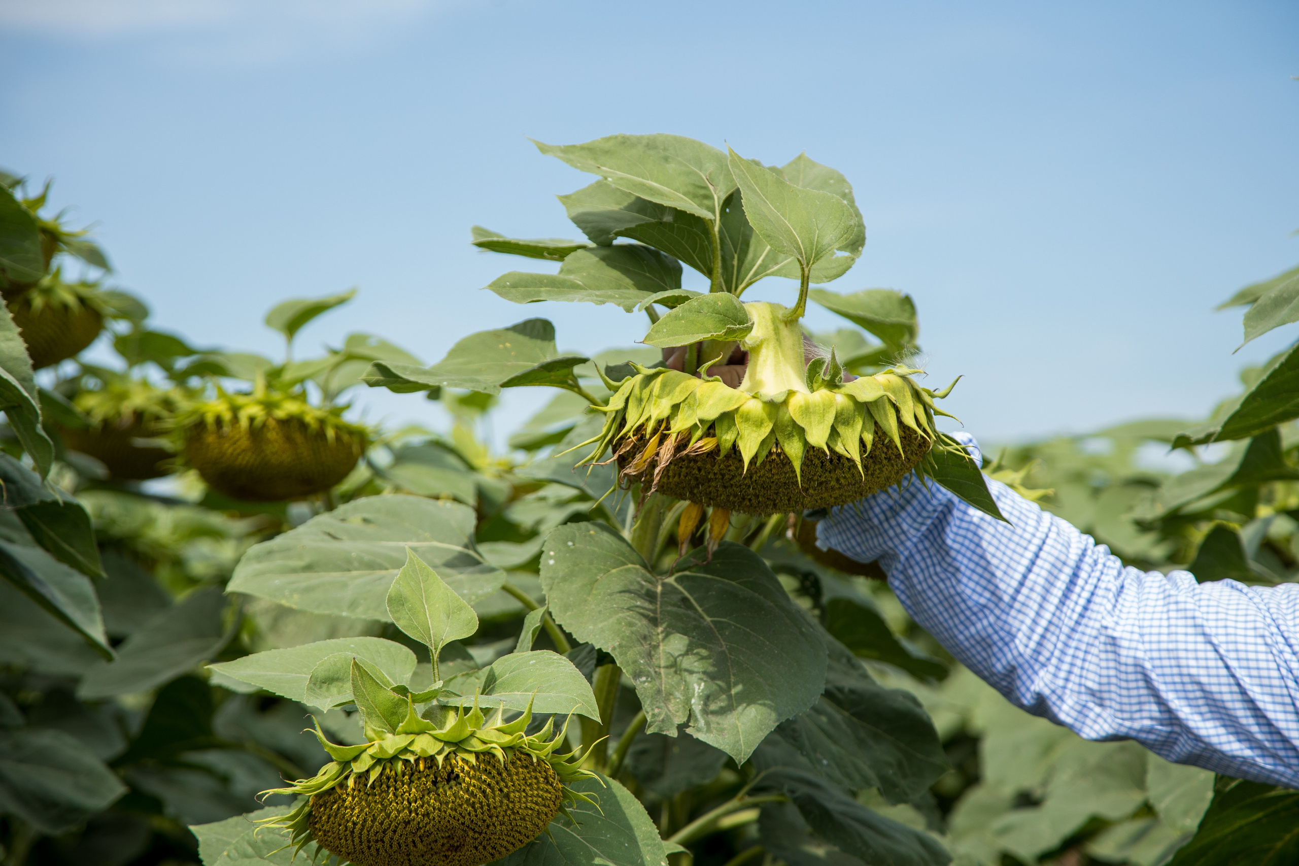 Решения для сельского хозяйства BASF 16.08.2022. Владислав Волков | Фотография и видеосъемка в Воронеже
