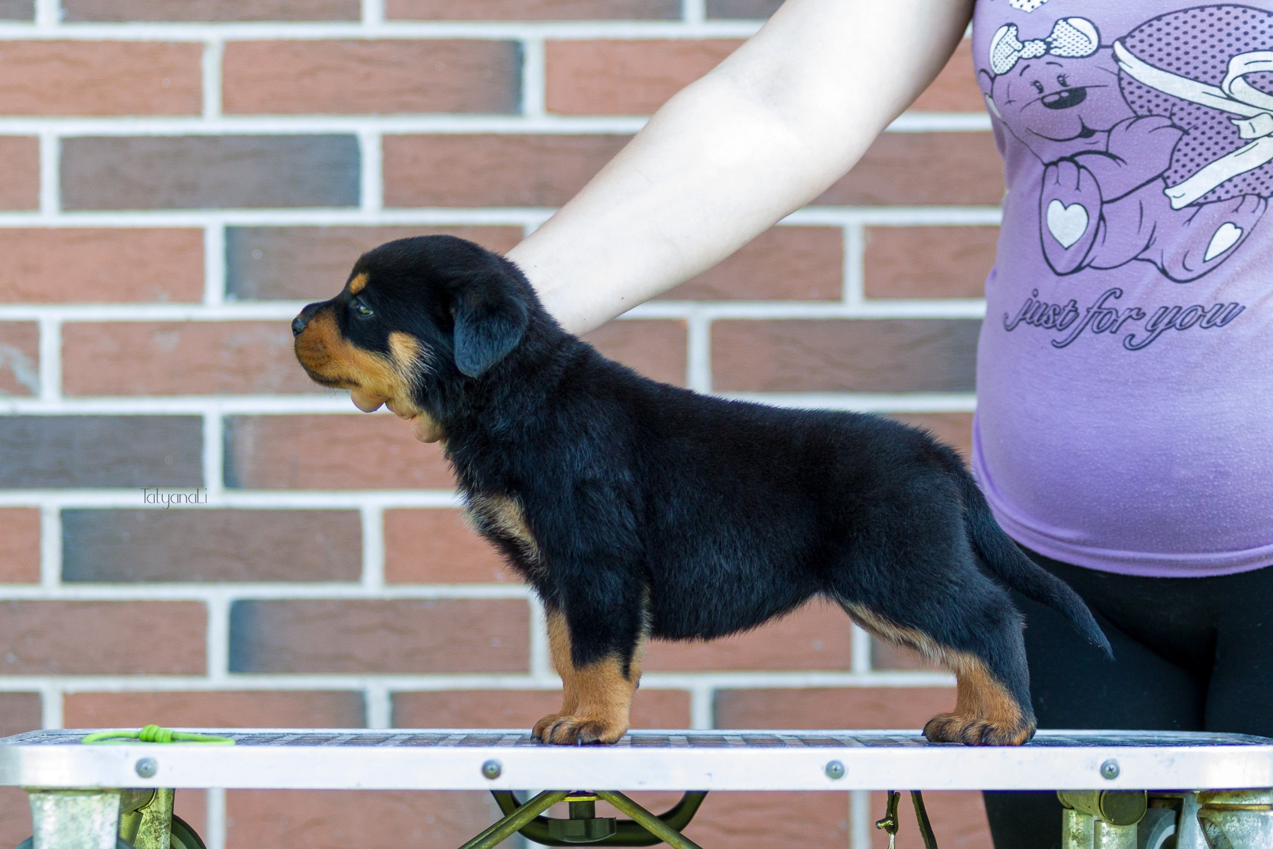 Ротвейлер. Фотограф — анималист Татьяна Ли