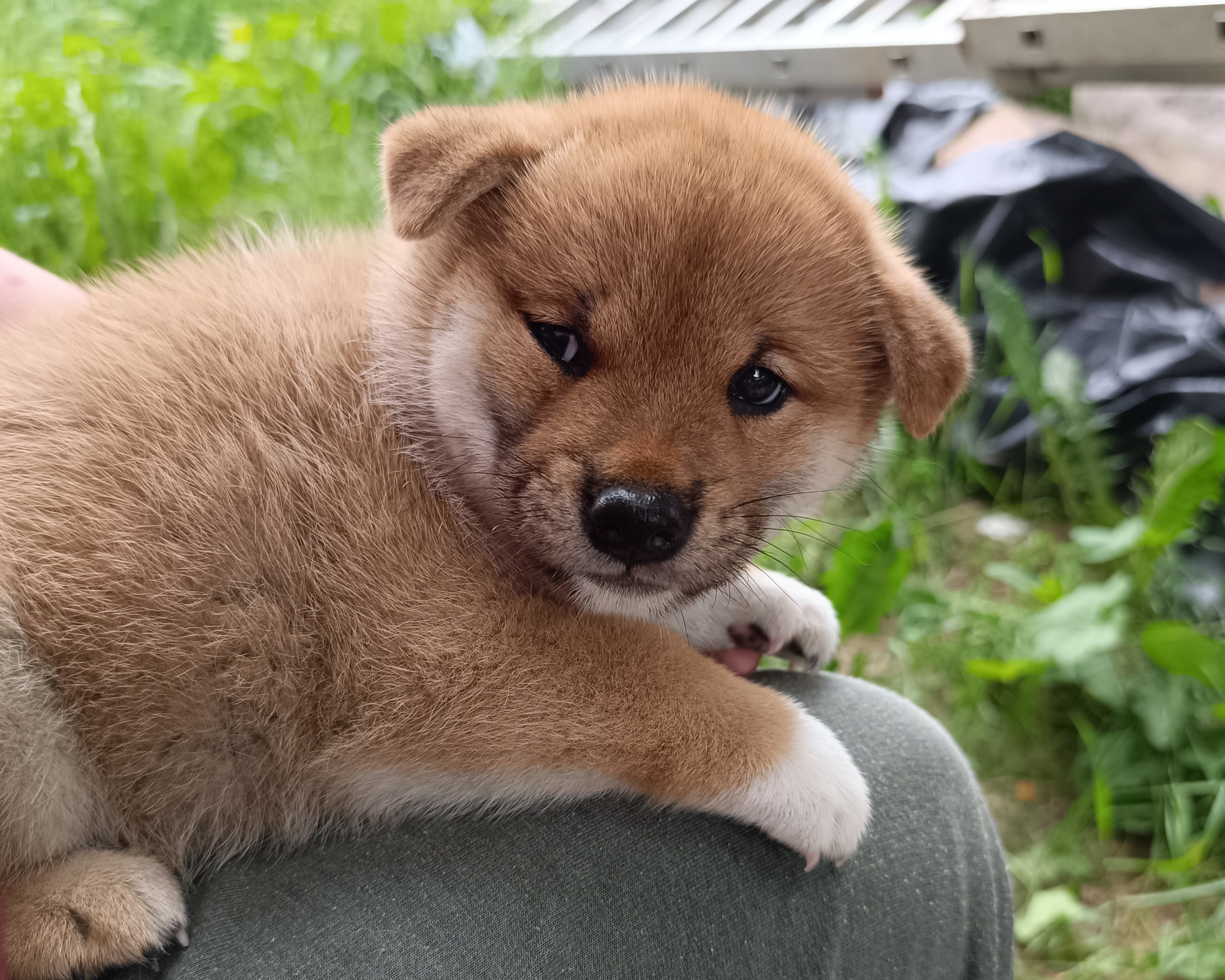 сиба питомник Рубилайт щенки на продажу rubylight  сиба щенки купить СПб Санкт-Петербург