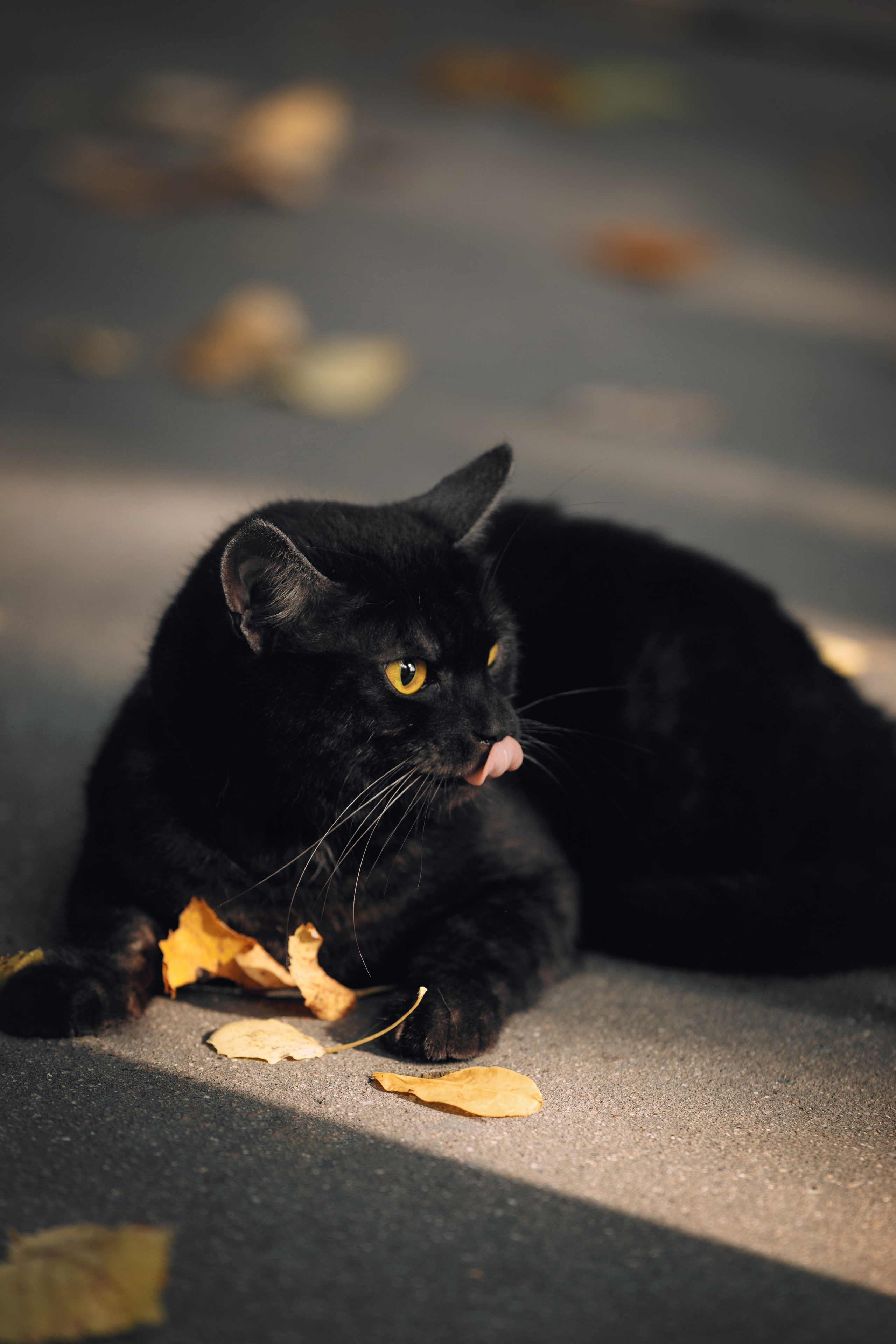 Оля и компания. Фотограф анималист Кристина Карпова, Москва