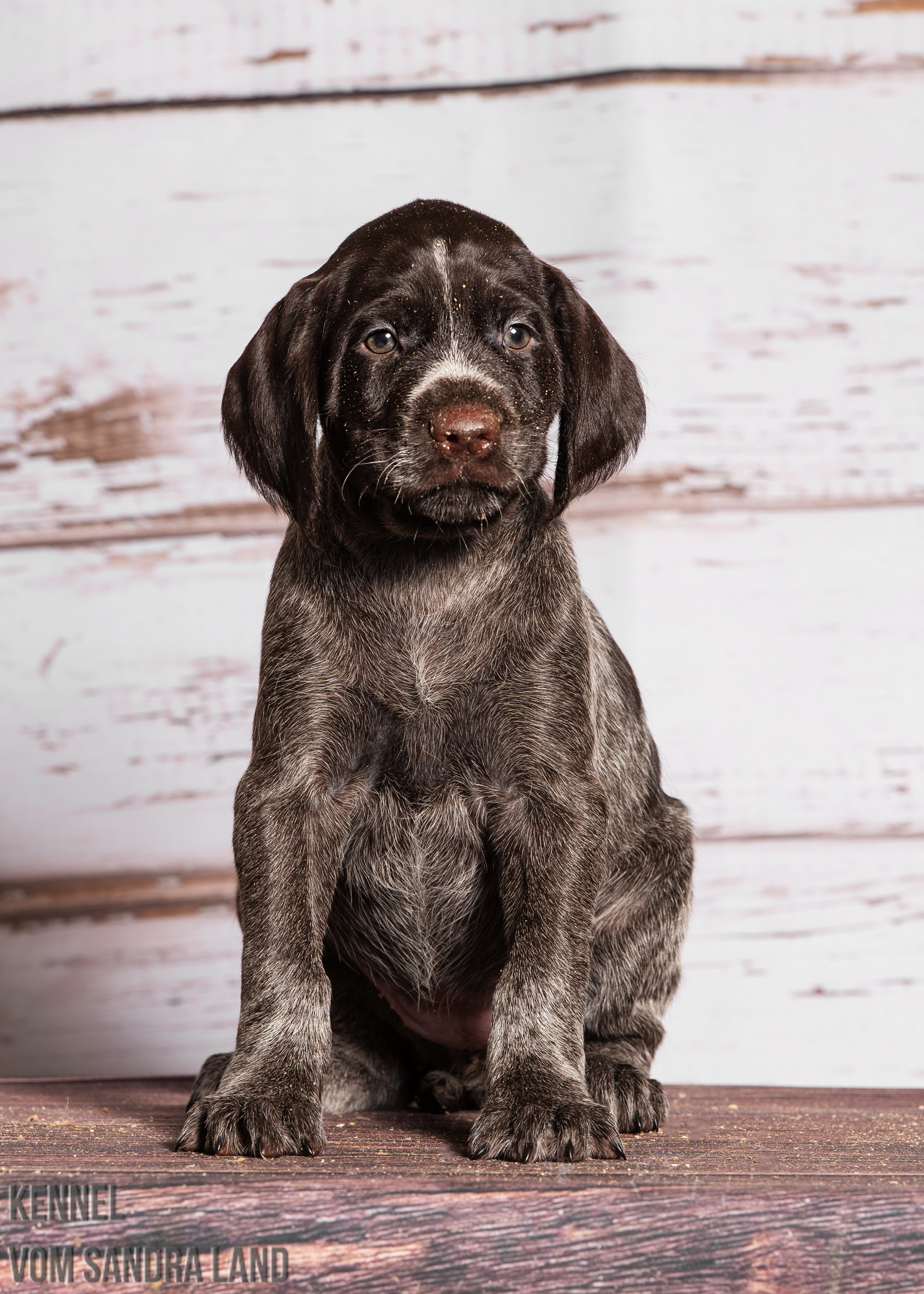 Венера вом Сандра Лэнд, Venera vom Sandra Land