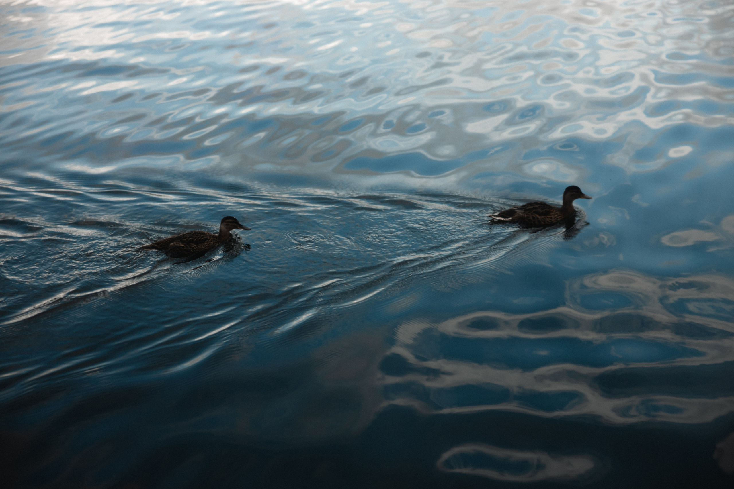 Настя♡Антон. Фотограф в Санкт-Петербурге Екатерина Колесникова