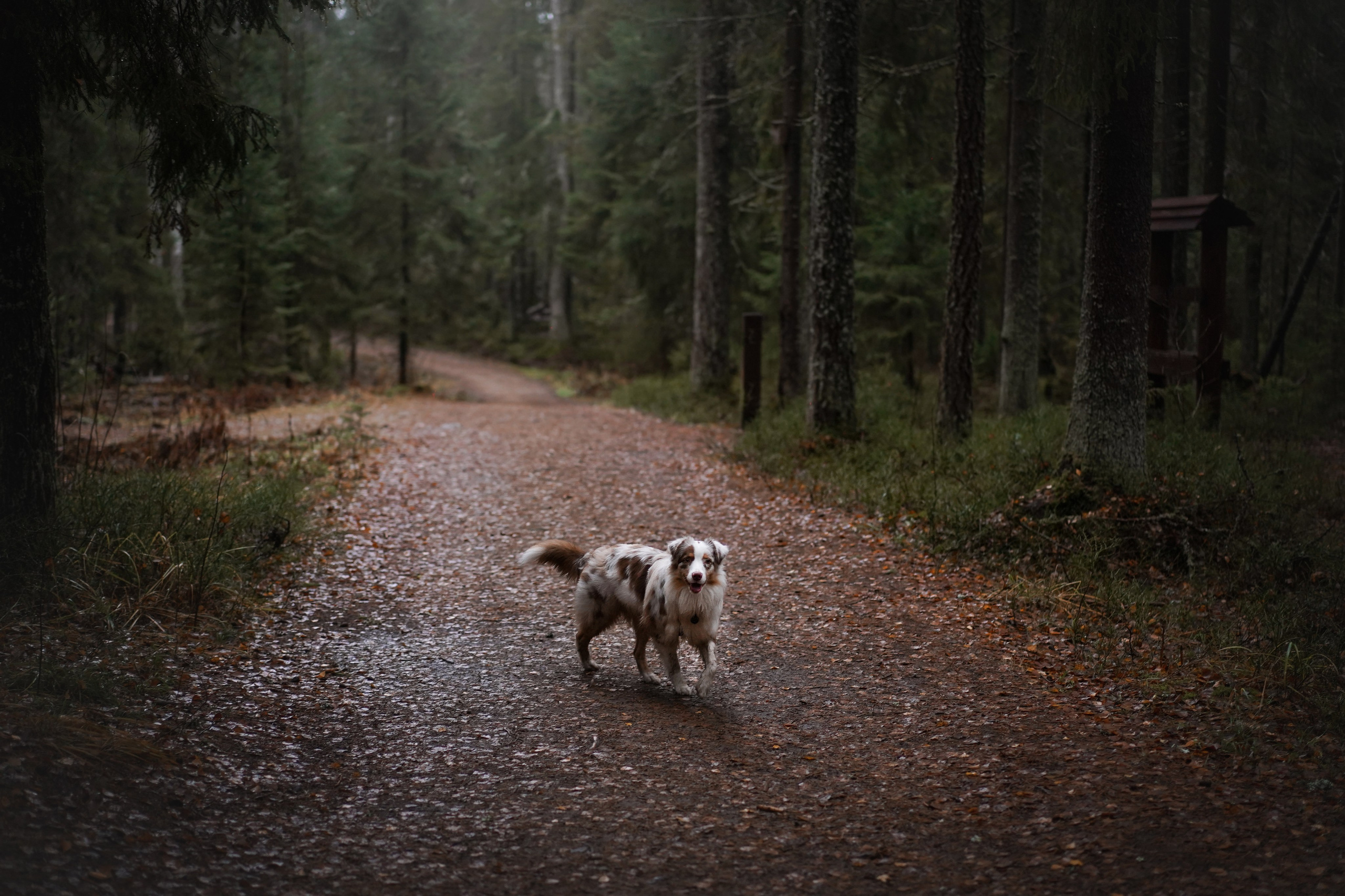 Панда Ноябрь. Фотограф-анималист в Санкт-Петербурге Яна Мартынова