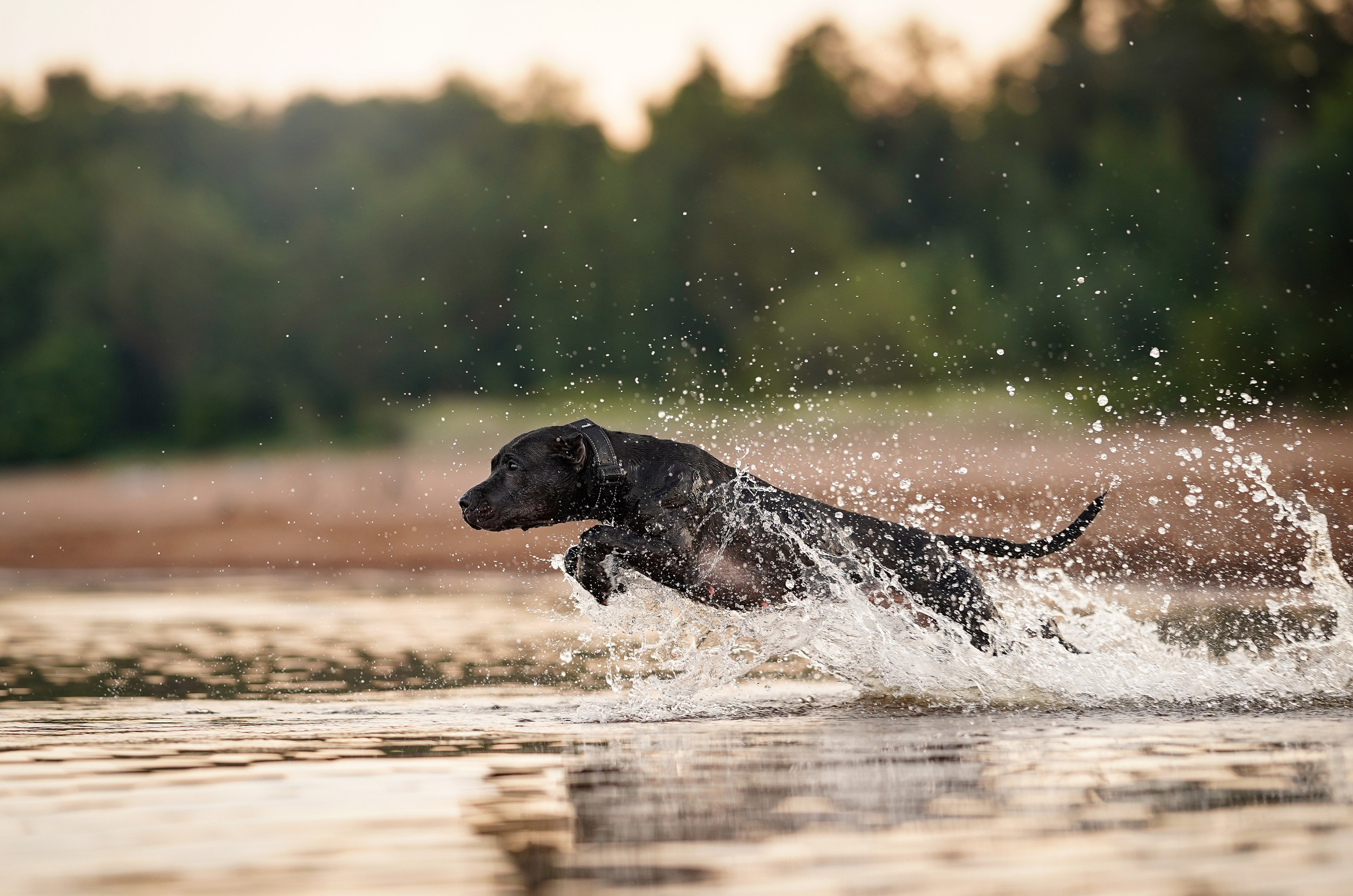 Татьяна Изи и Джем. Фотограф-анималист в Санкт-Петербурге Яна Мартынова