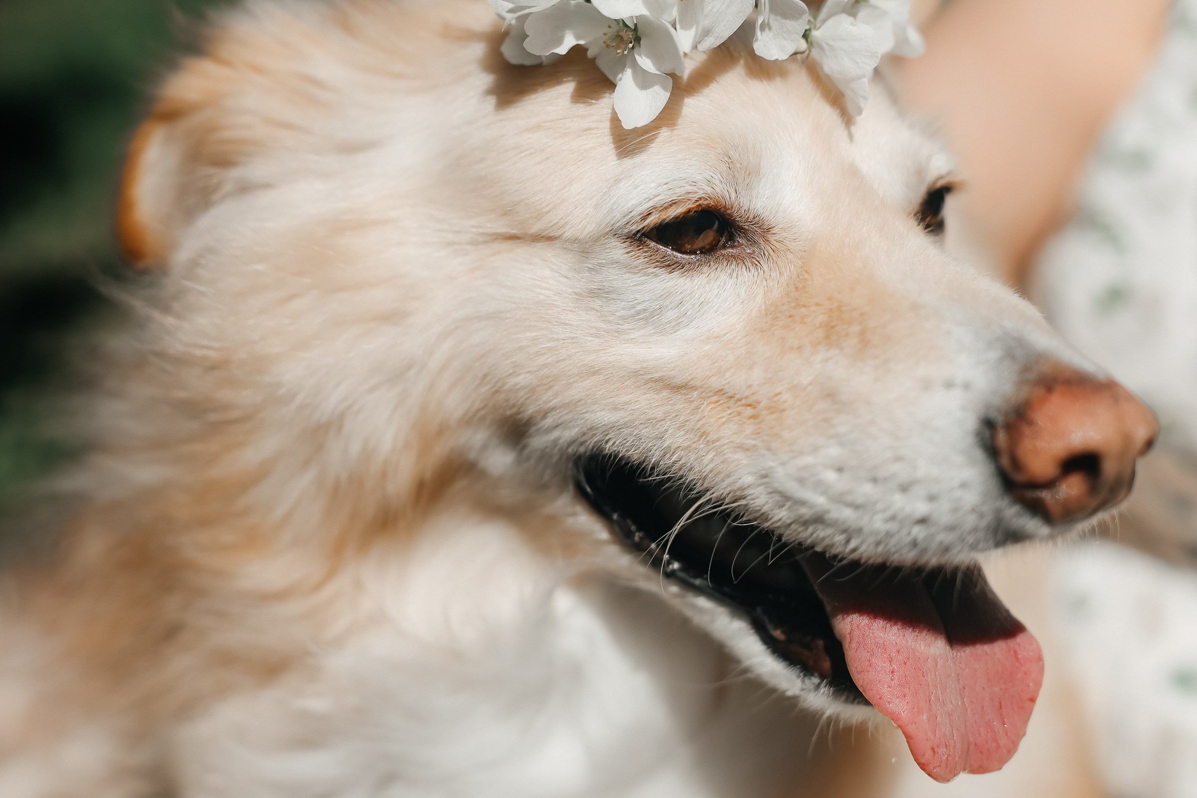 Лаки. Фотограф в Новосибирске