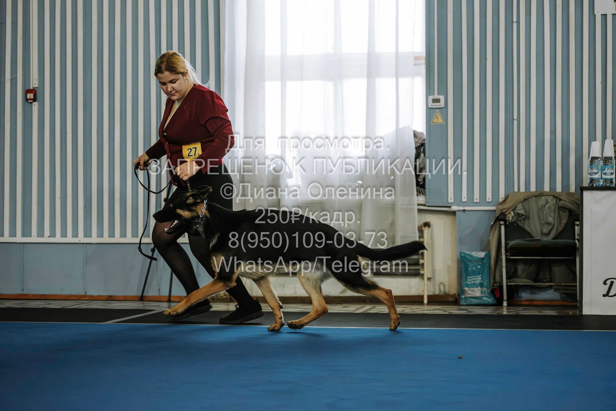 Выставка собак Красноярск 29.10.2023. Фотограф Диана Оленина Красноярск / Братск