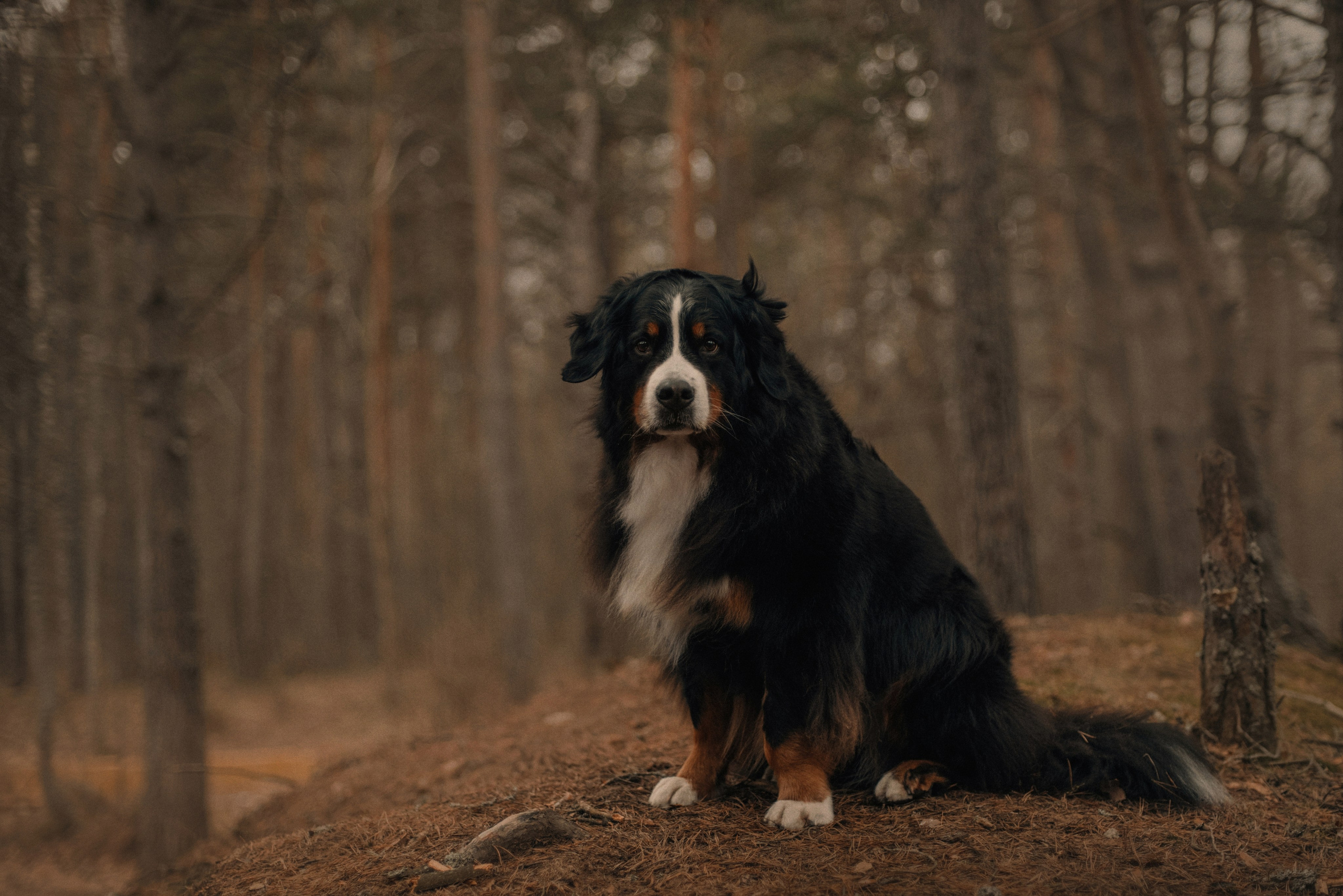 Прогулка: берн Пума, Фрэнк и Юля в Питере. Портфолио