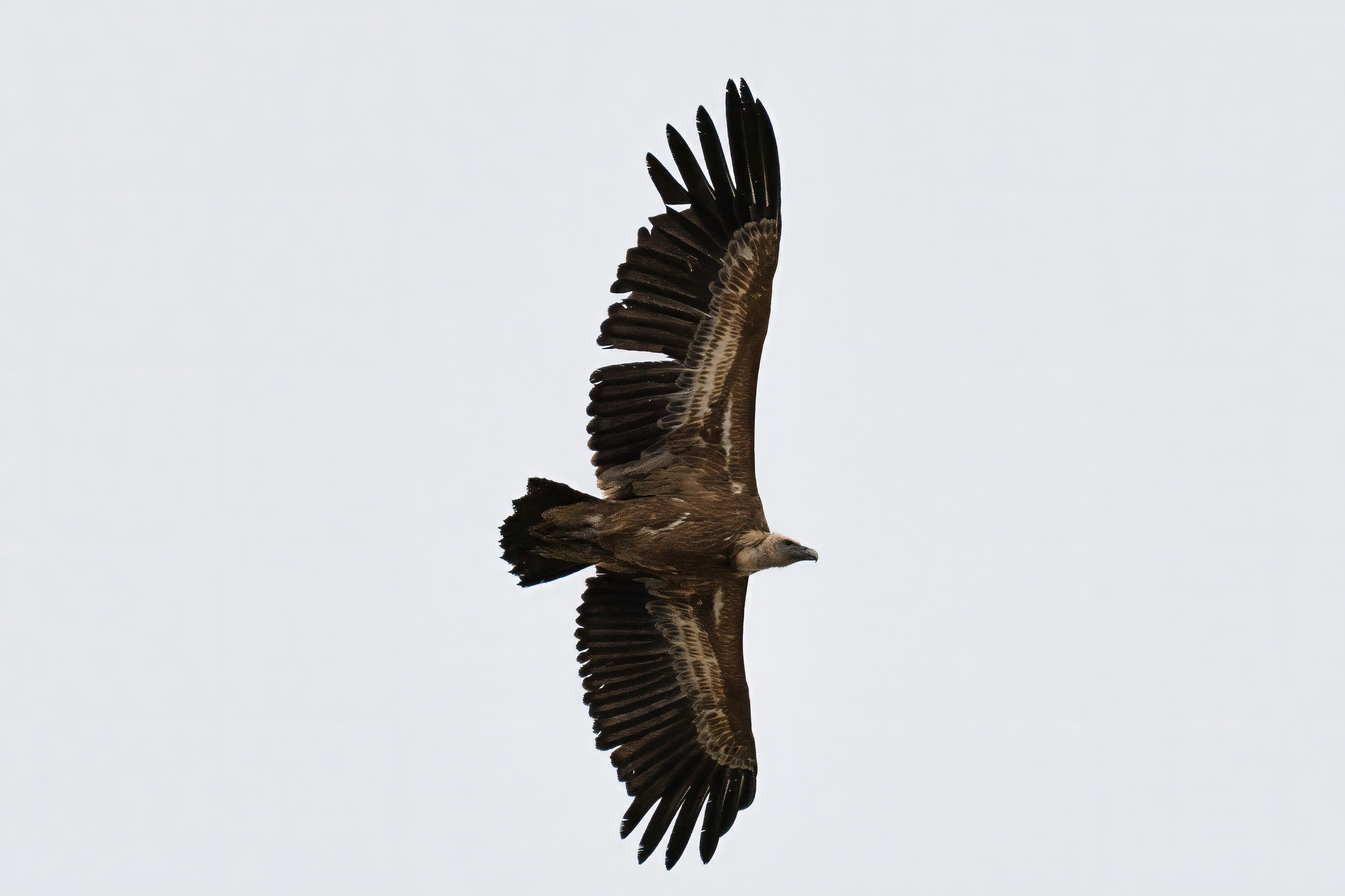 Белоголовый Сип. Красная книга. Photomantis