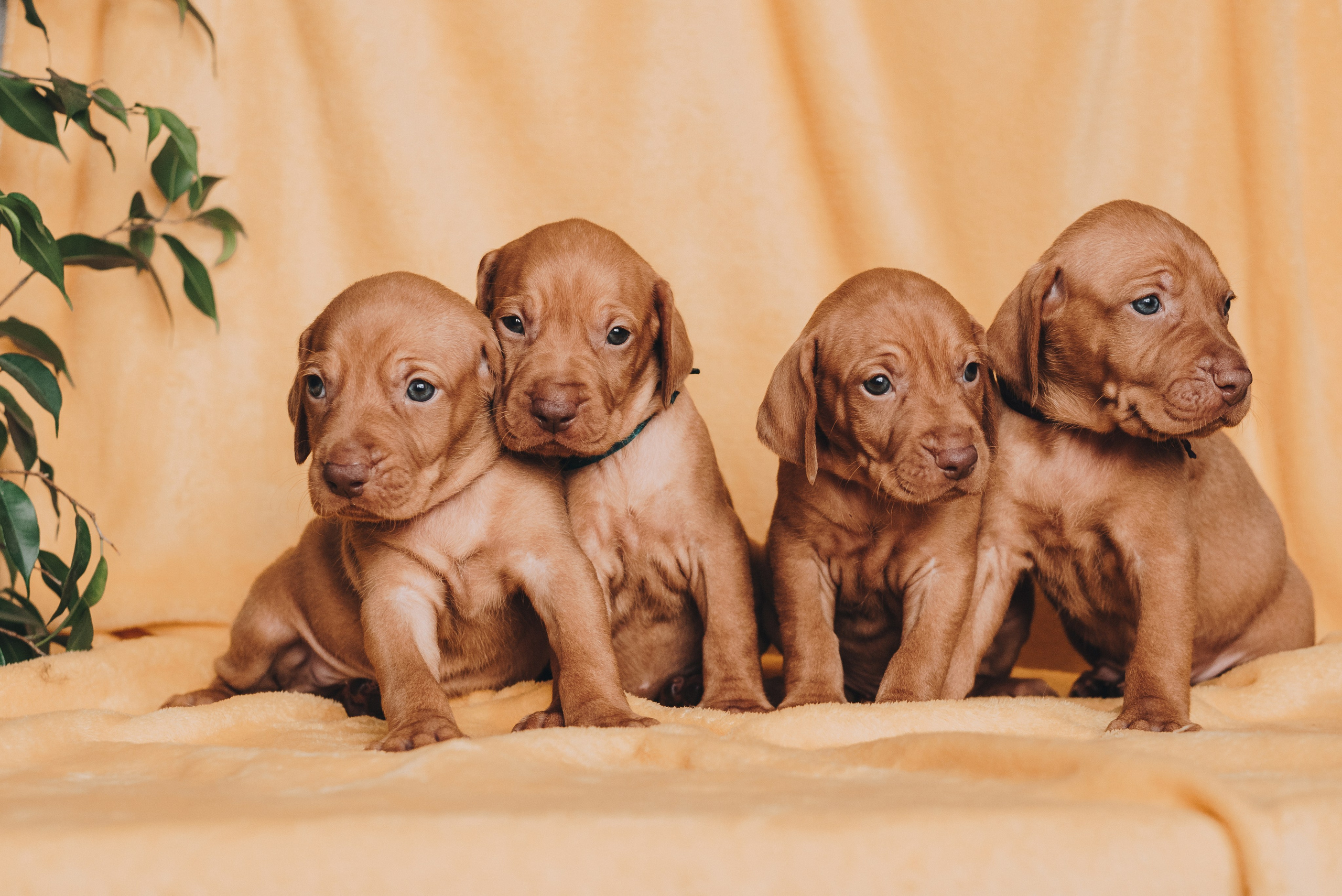 Natalia Finch Photography — Family, Kids & Pet Photographer in Chicago, IL