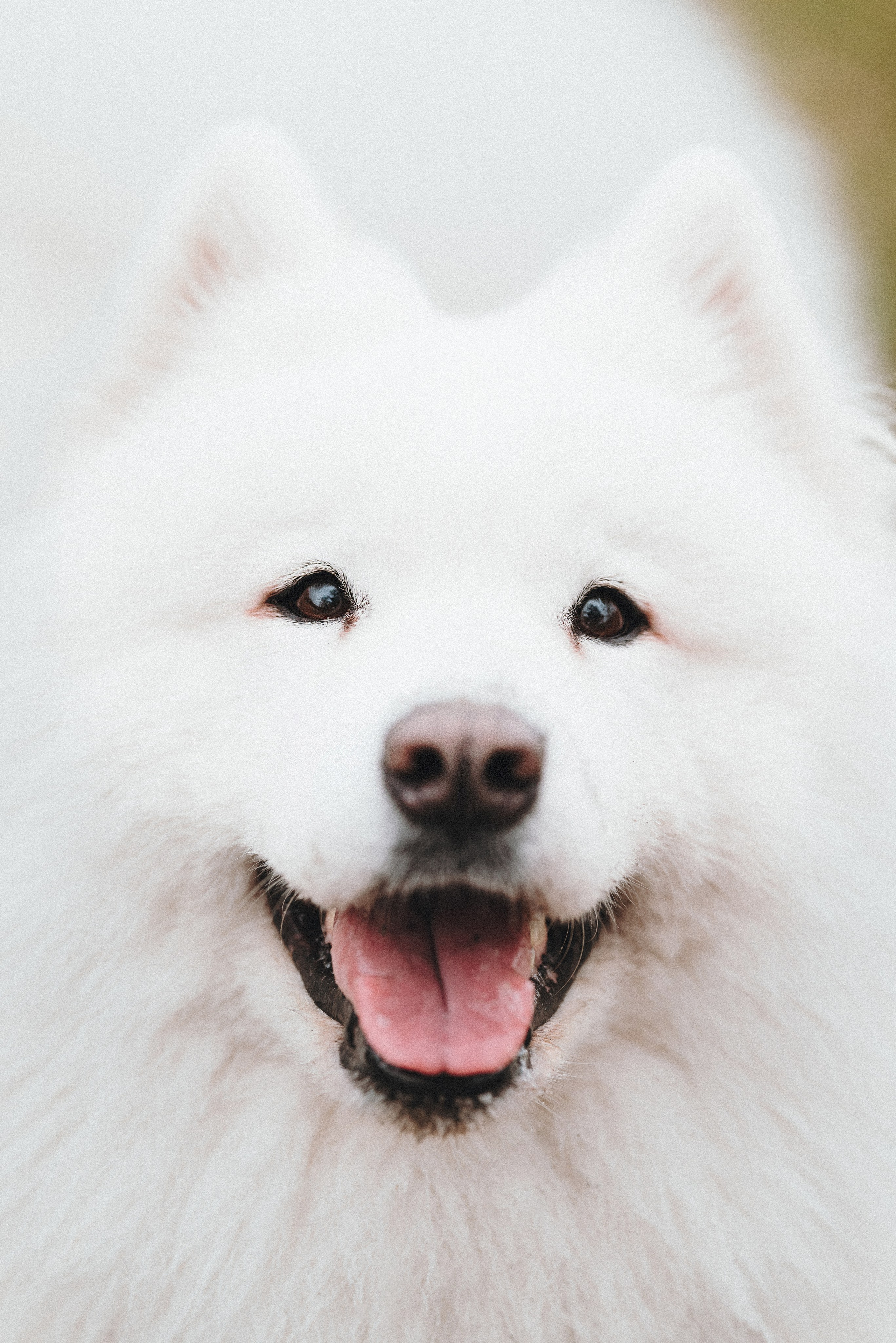 Valya & Varya. Natalia Finch Photography — Family, Kids & Pet Photographer in Chicago, IL