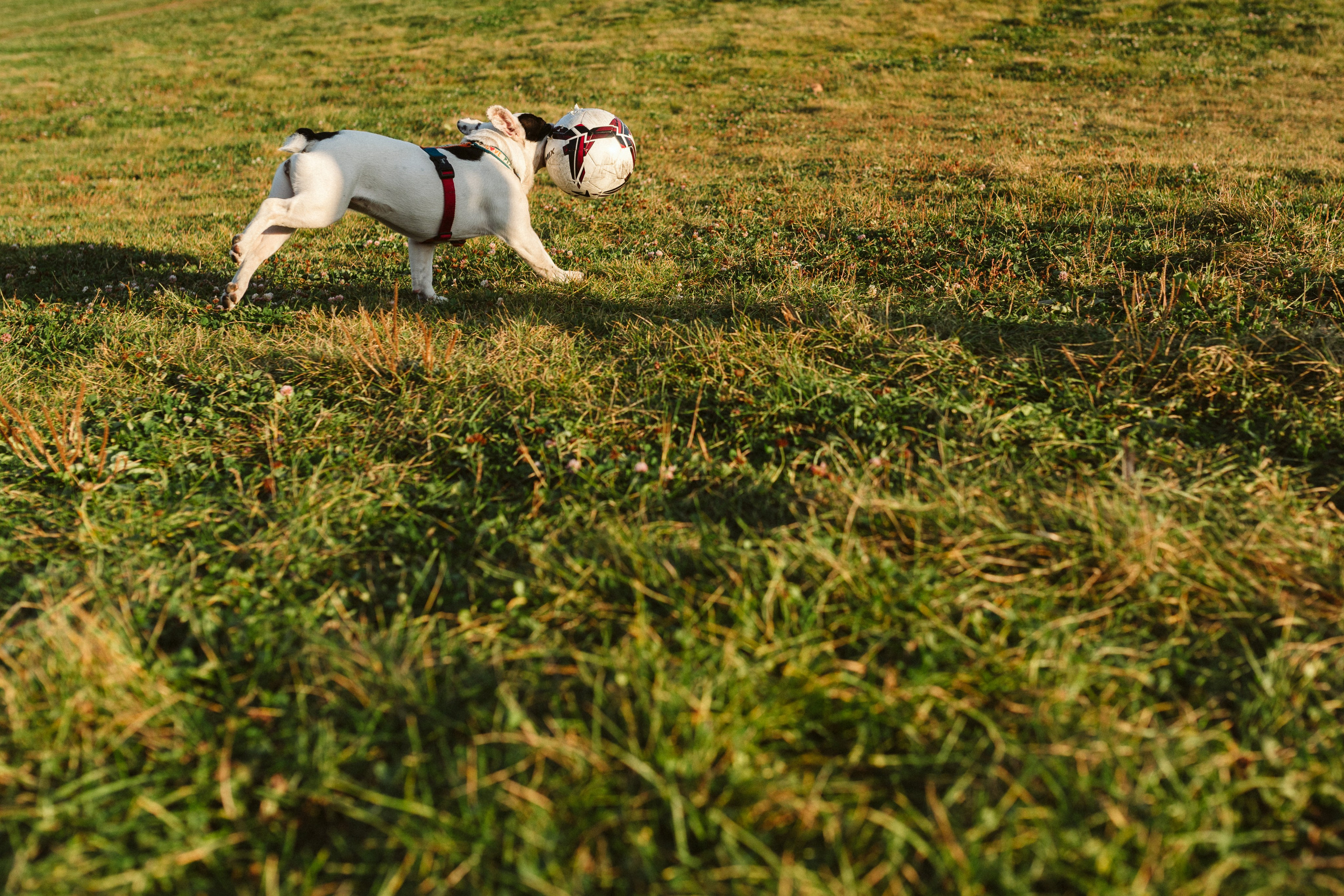 Инна и Белль. Фотограф анималист в Москве Ольга Агушева