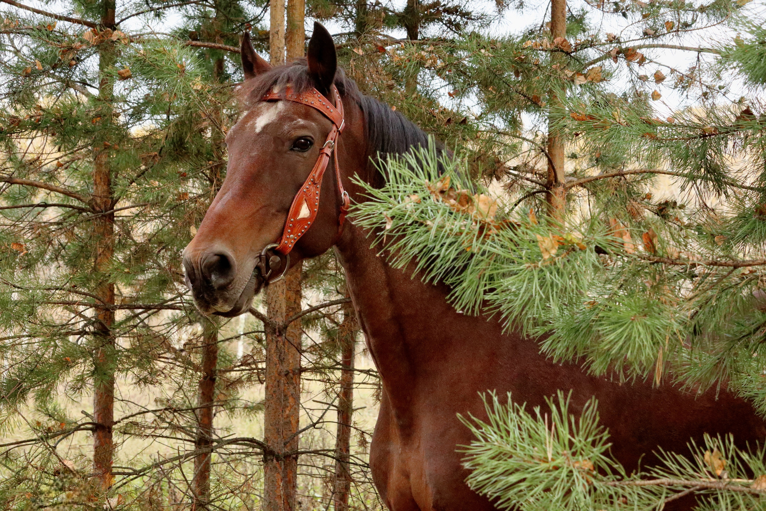 Галерея. Фотохудожник Светлана Финадеева. Челябинск