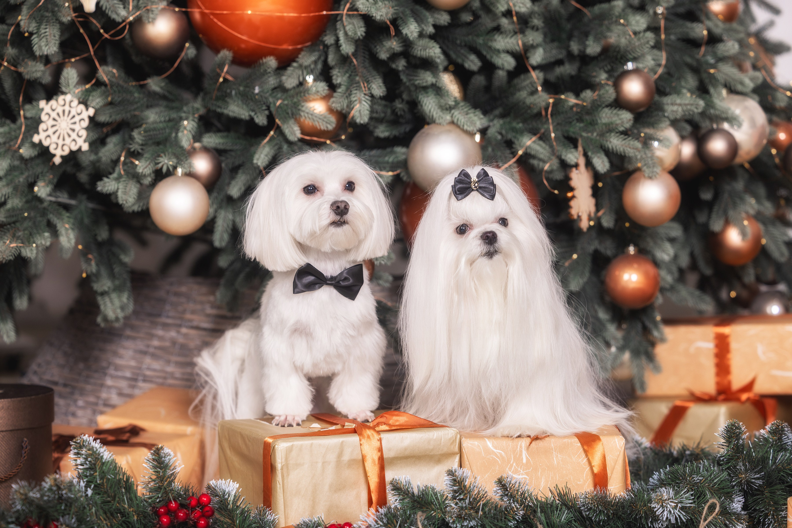 Хвостатый Новый Год. Фотограф Алена Звездина