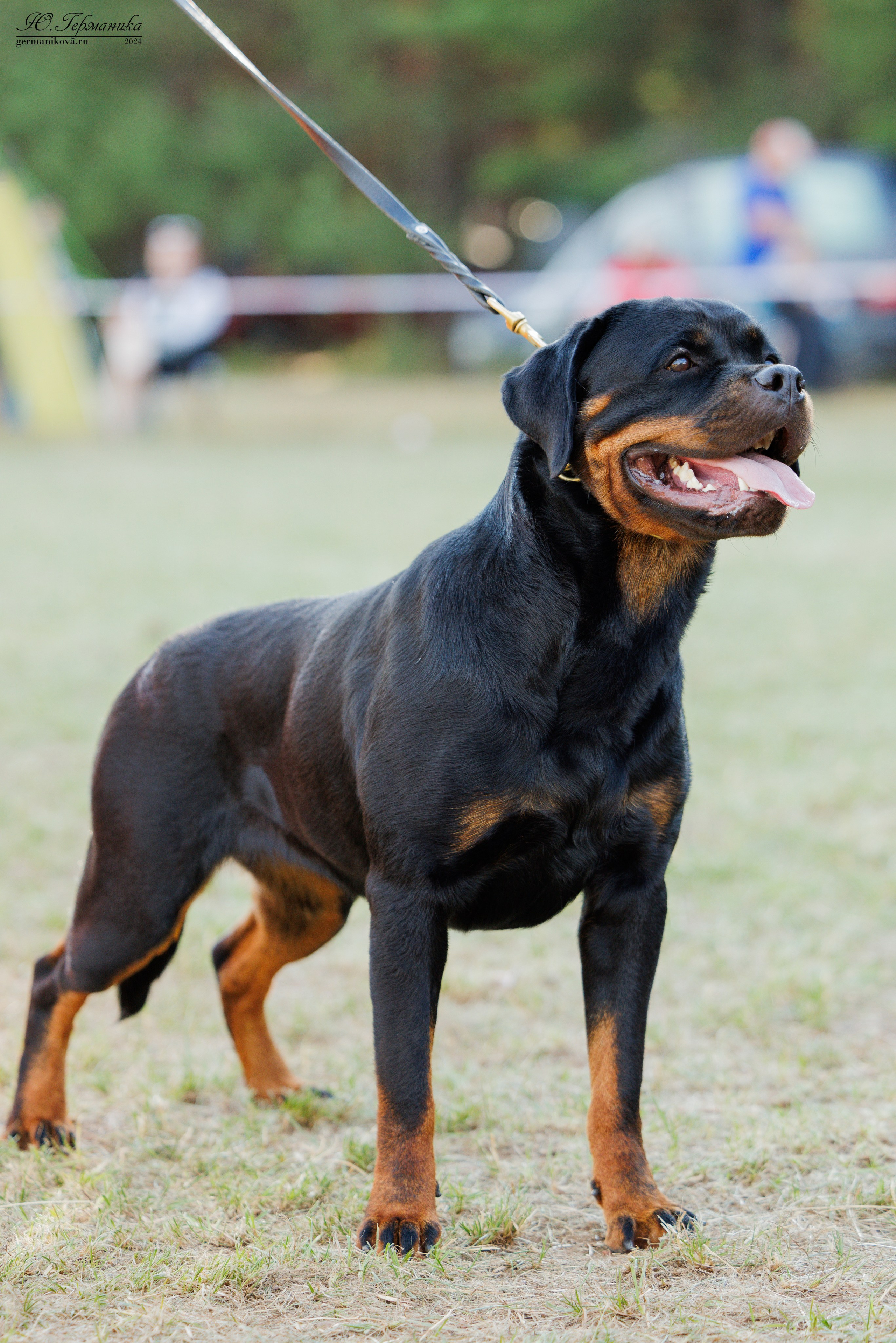 ПК и КЧК ротвейлеры Тверь 6-7.07.2024. Фотограф-анималист Юлия Германика